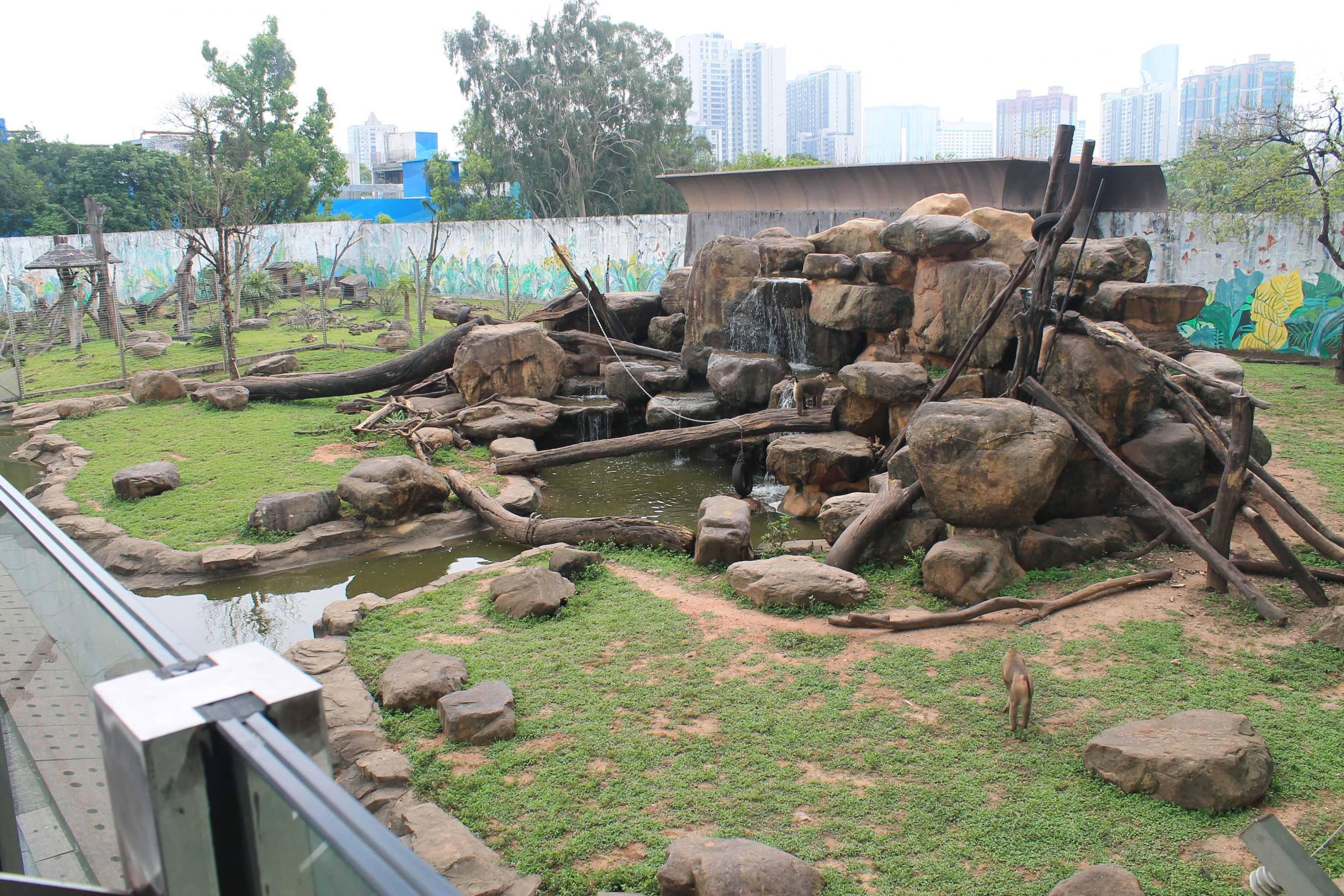 Open enclosure for Northern Pig-tailed Macaques (Macaca leonina)