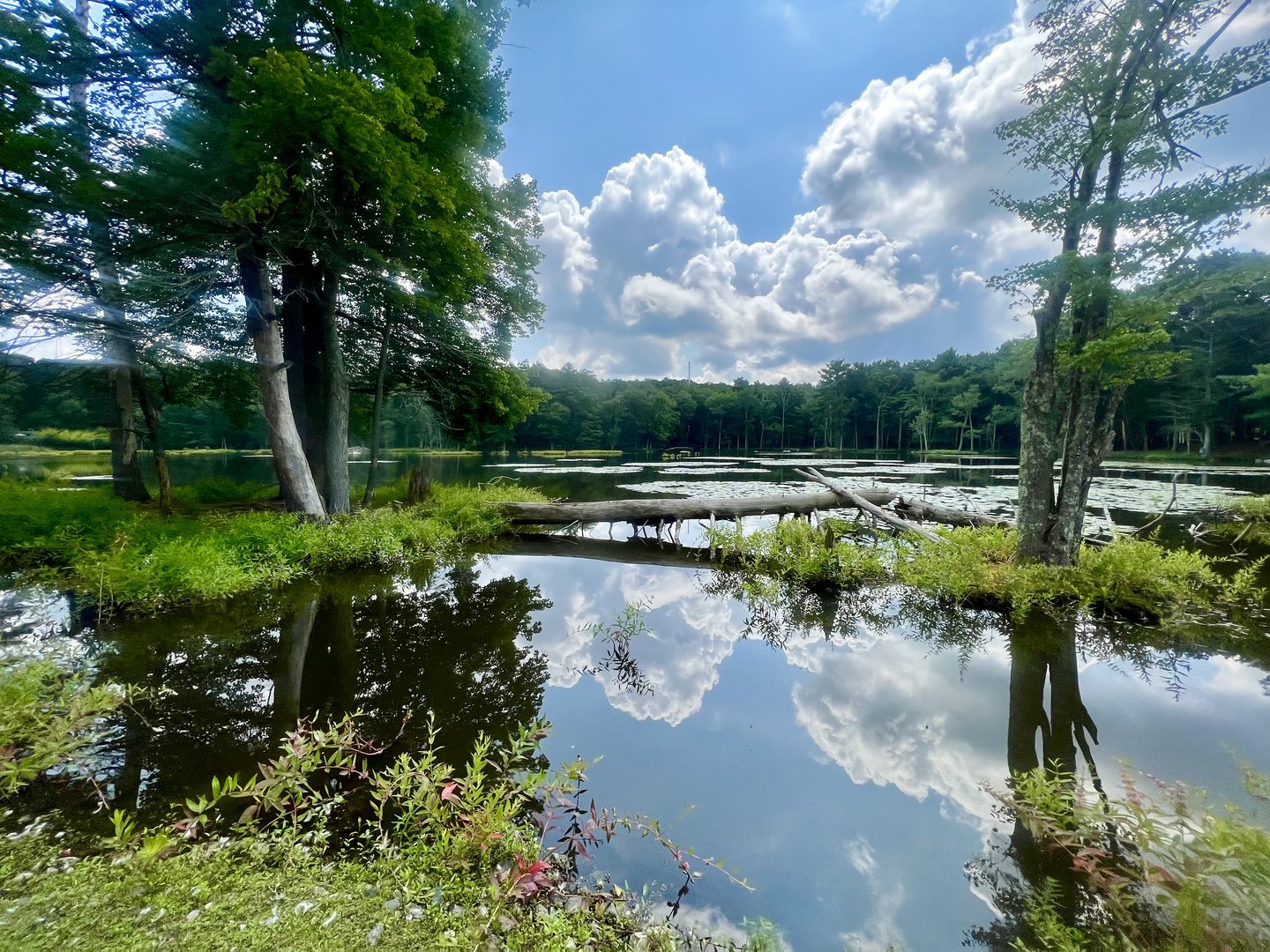 Open forest and pond