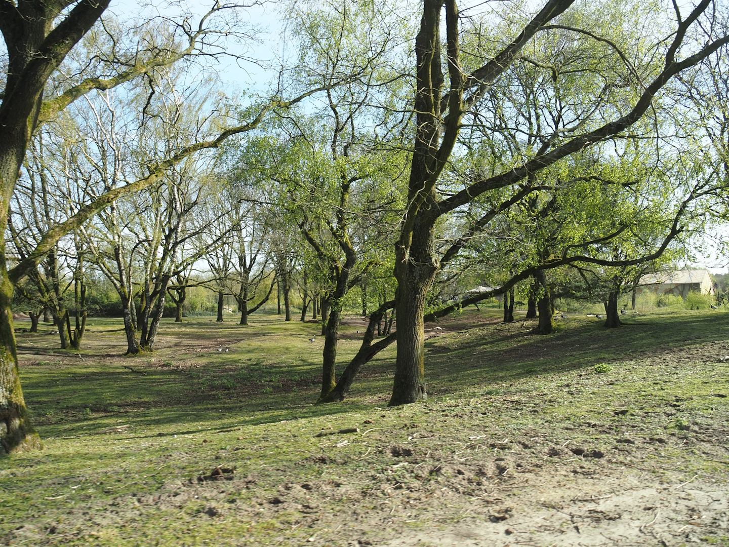 Open forest area in multi-hectare savanna exhibit seen from car safari, 2024-04-06