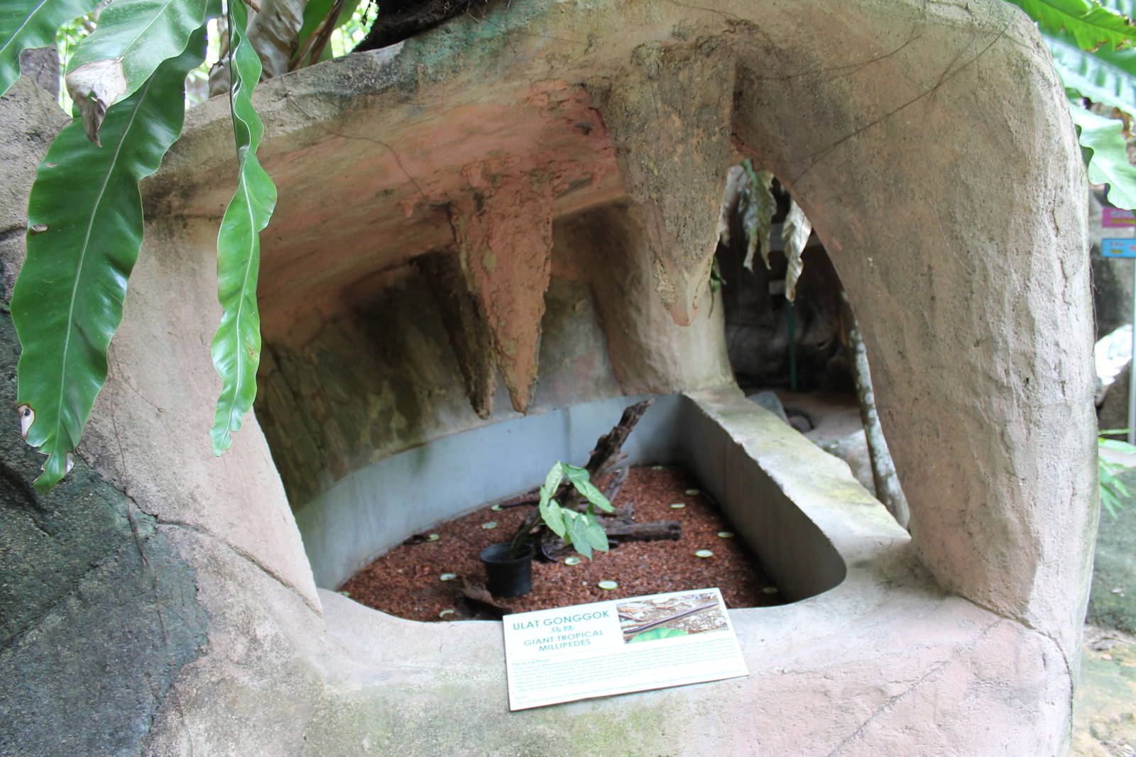 open-fronted enclosure for giant millipedes