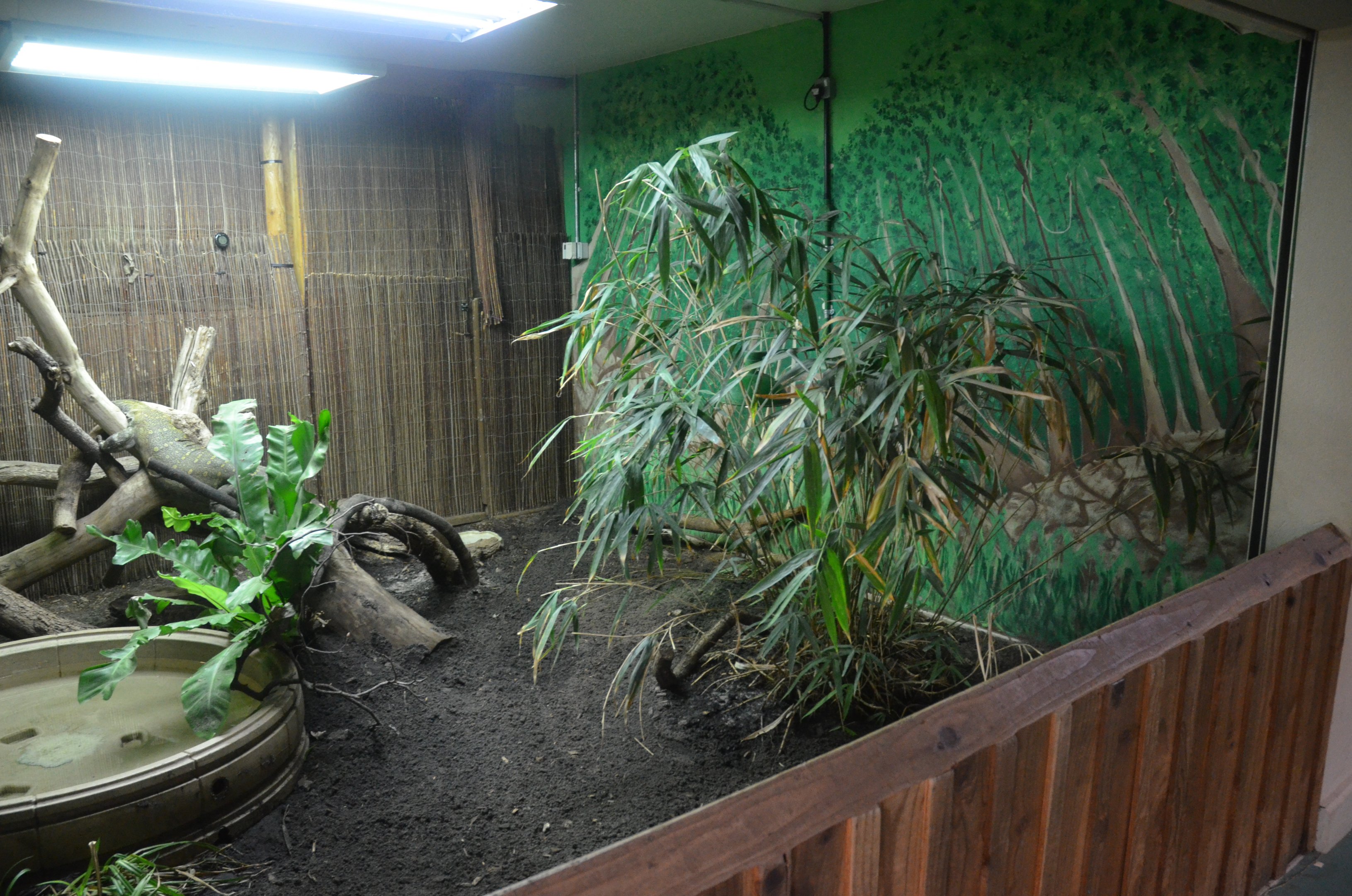 Open-fronted Nile Monitor Enclosure at Longleat, 03/11/19