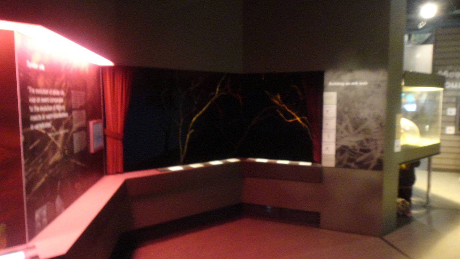 Open-fronted Orb Weaver Exhibit