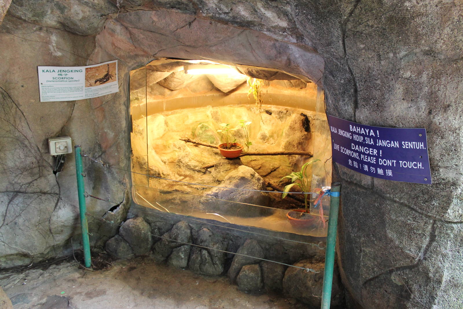 open-fronted scorpion enclosure