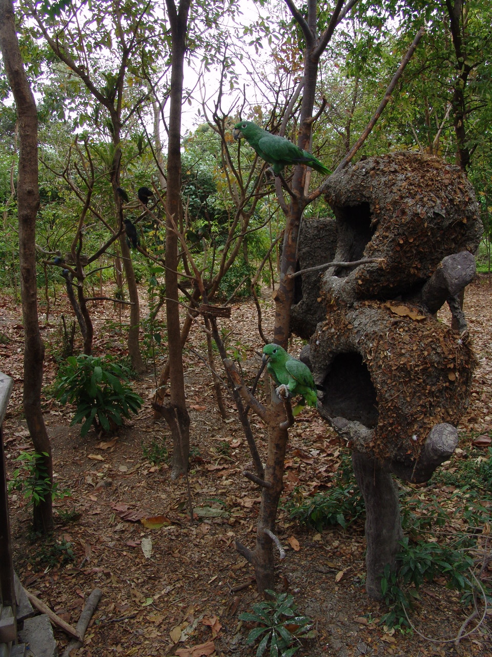 'open' Mealy Amazon (Amazona farinosa) exhibit