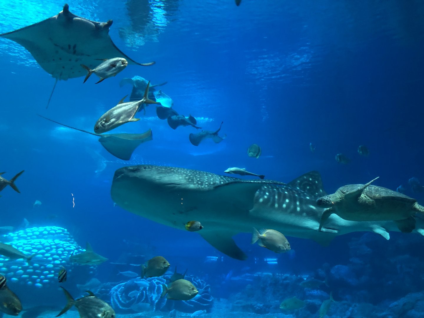 Open Ocean Exhibit