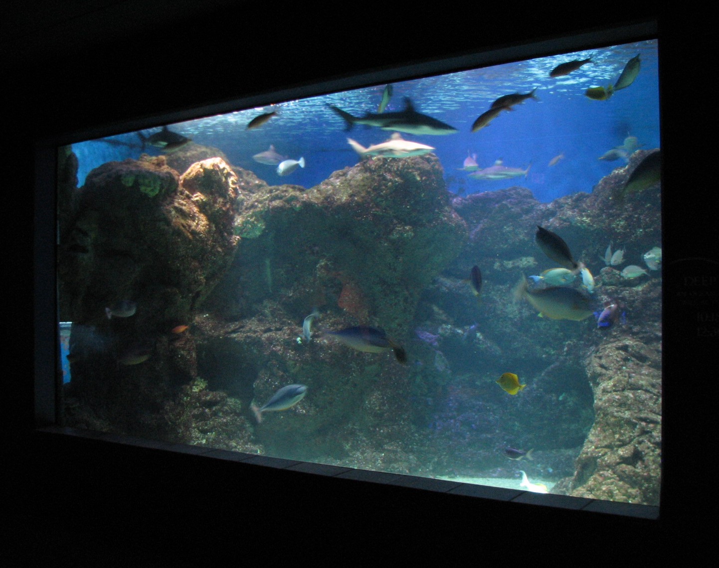 Open Ocean exhibit