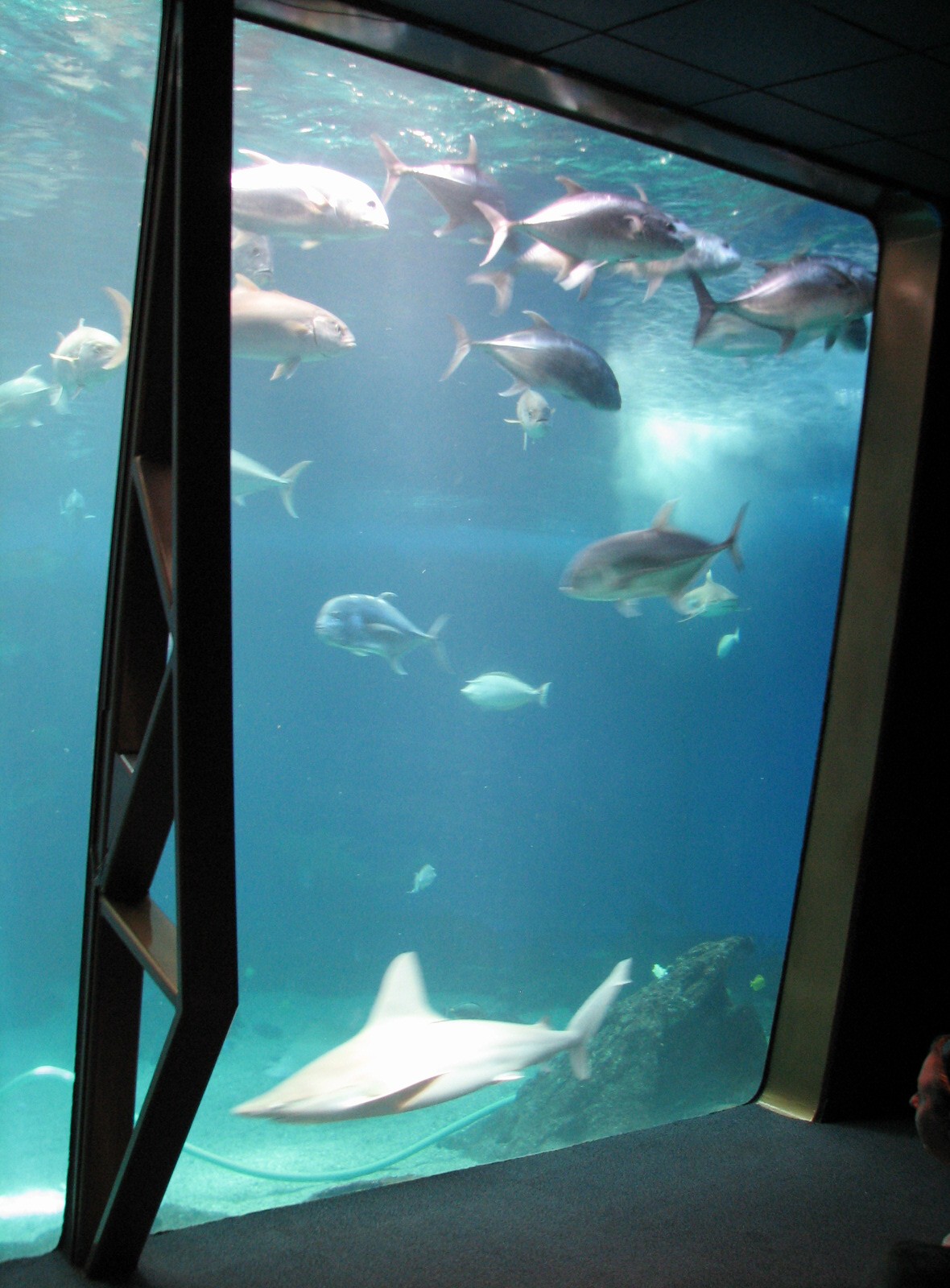 Open Ocean exhibit