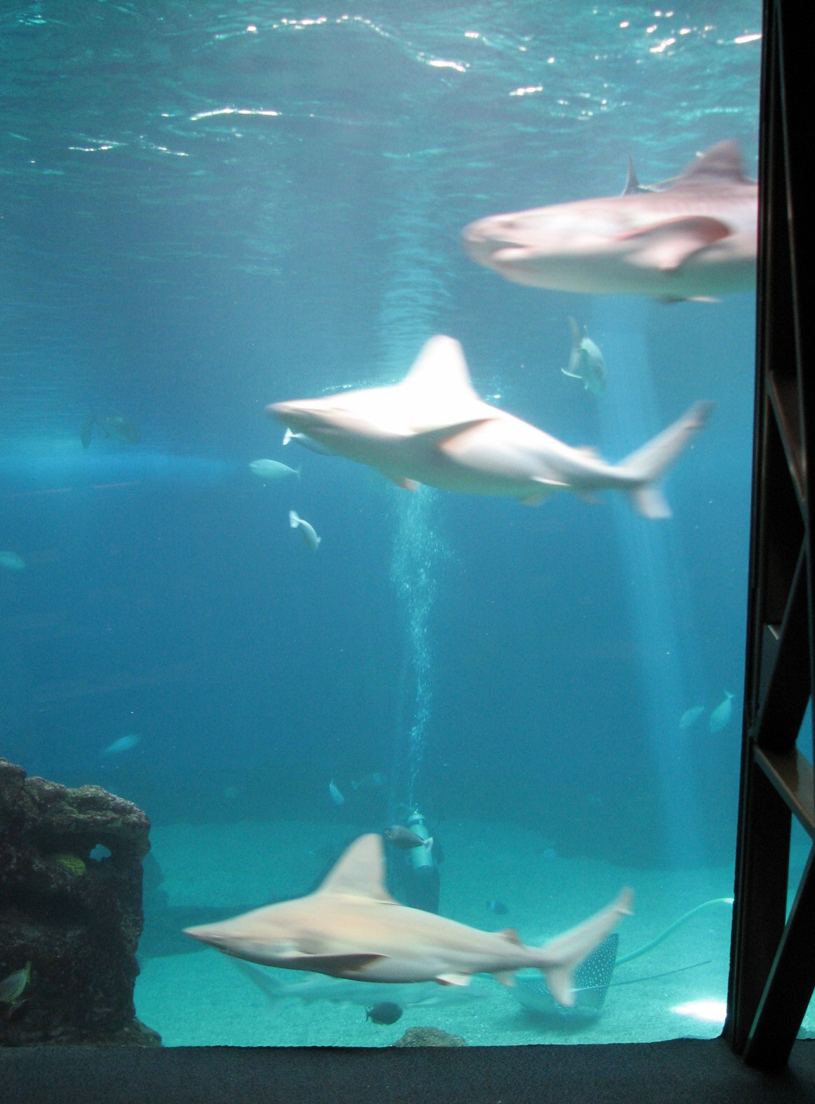 Open Ocean exhibit