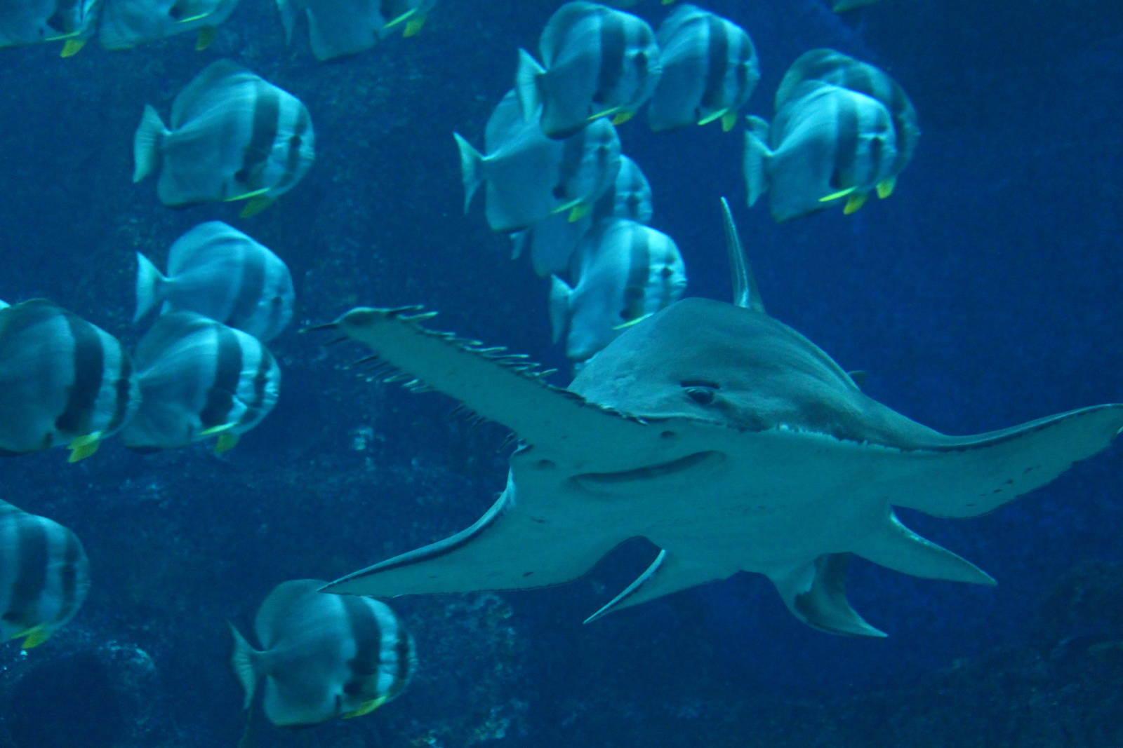 Open Ocean - Largetooth Sawfish