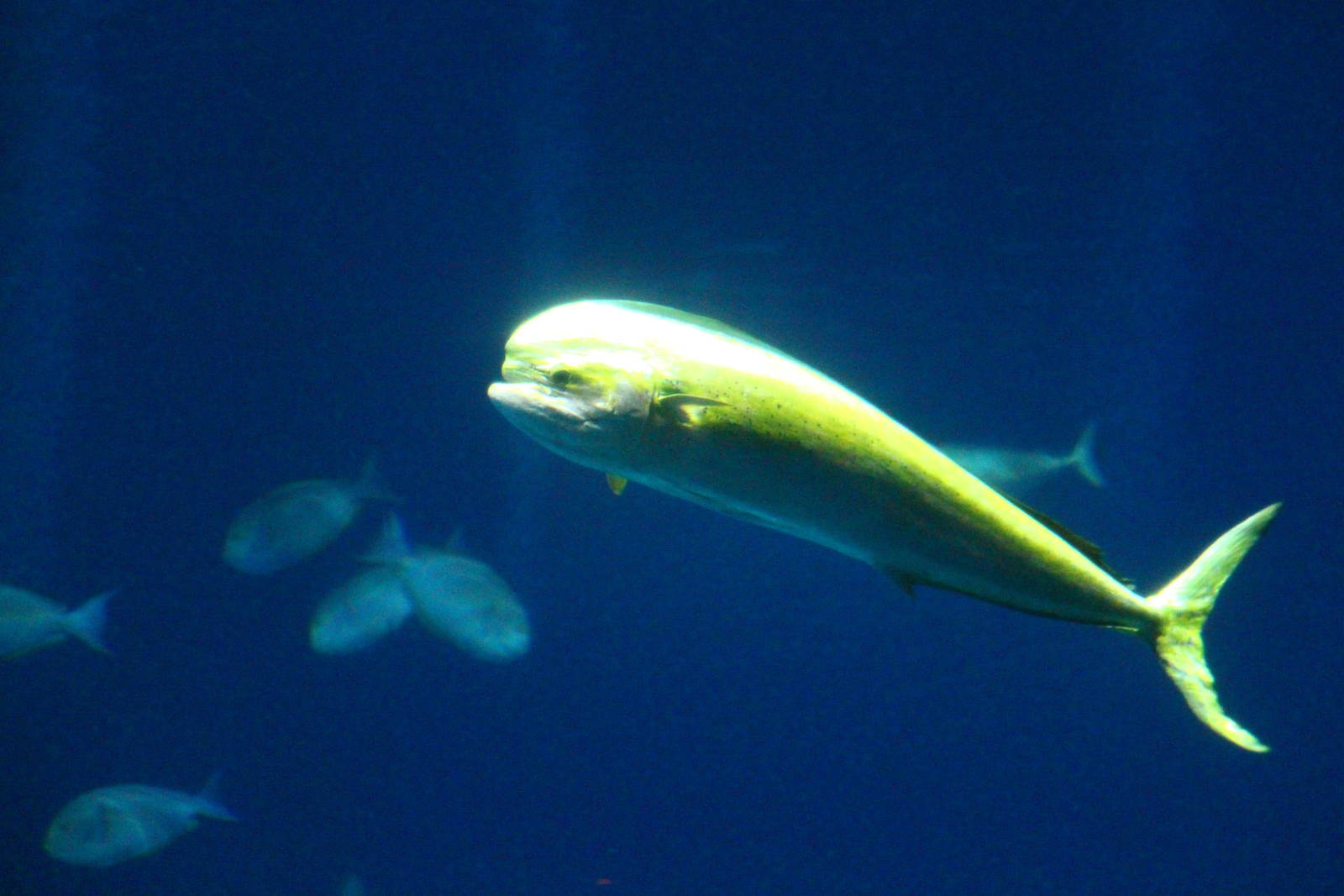 Open Ocean - Mahi-Mahi