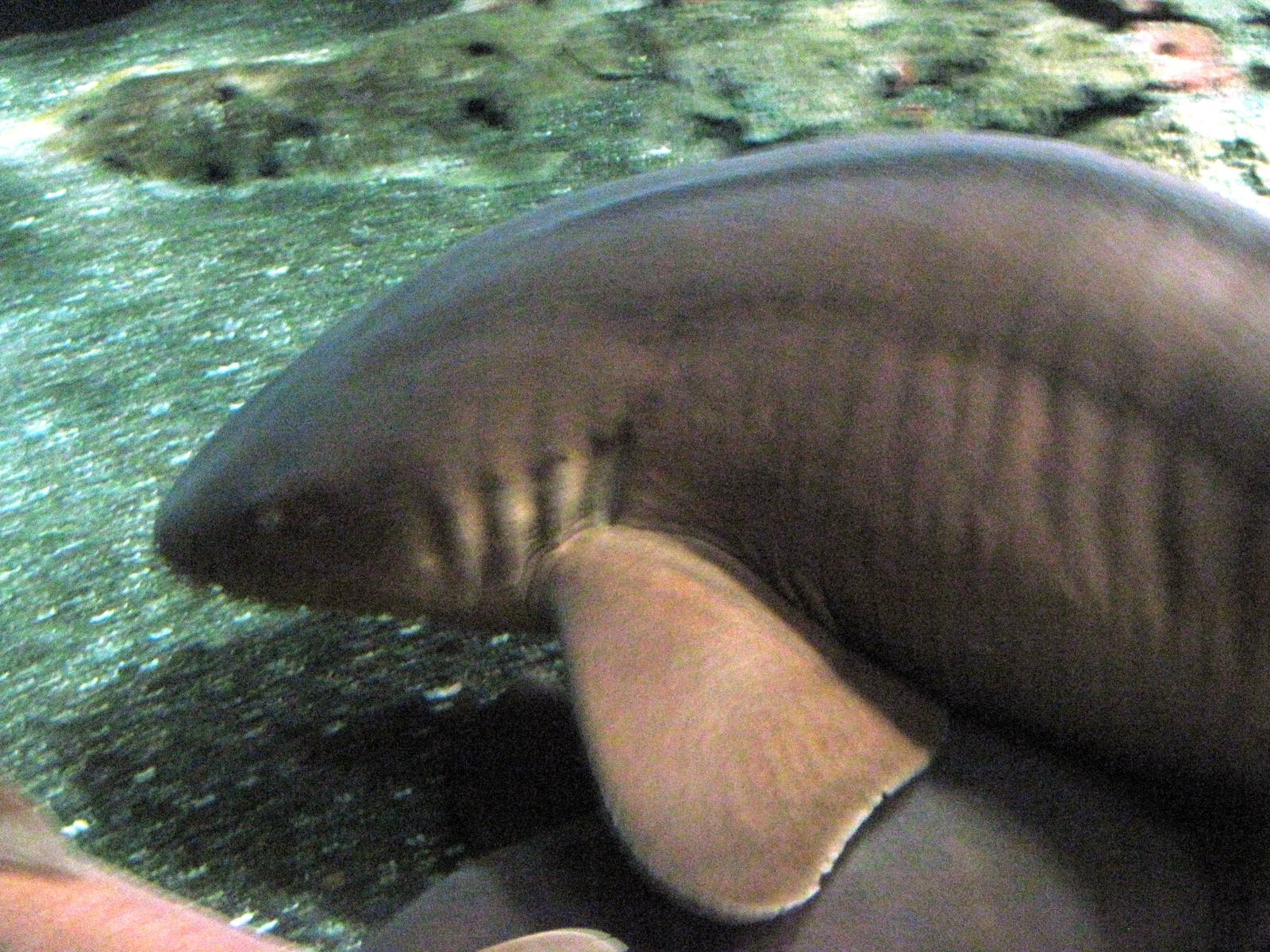 Open Ocean-Nurse Shark