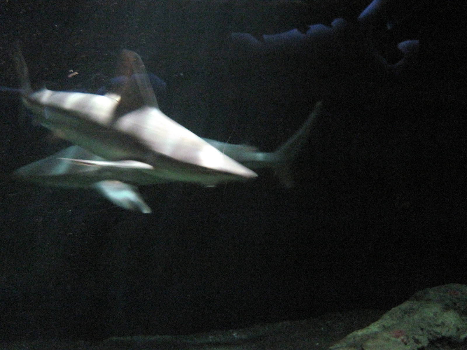 Open Ocean-Sand Bar Sharks