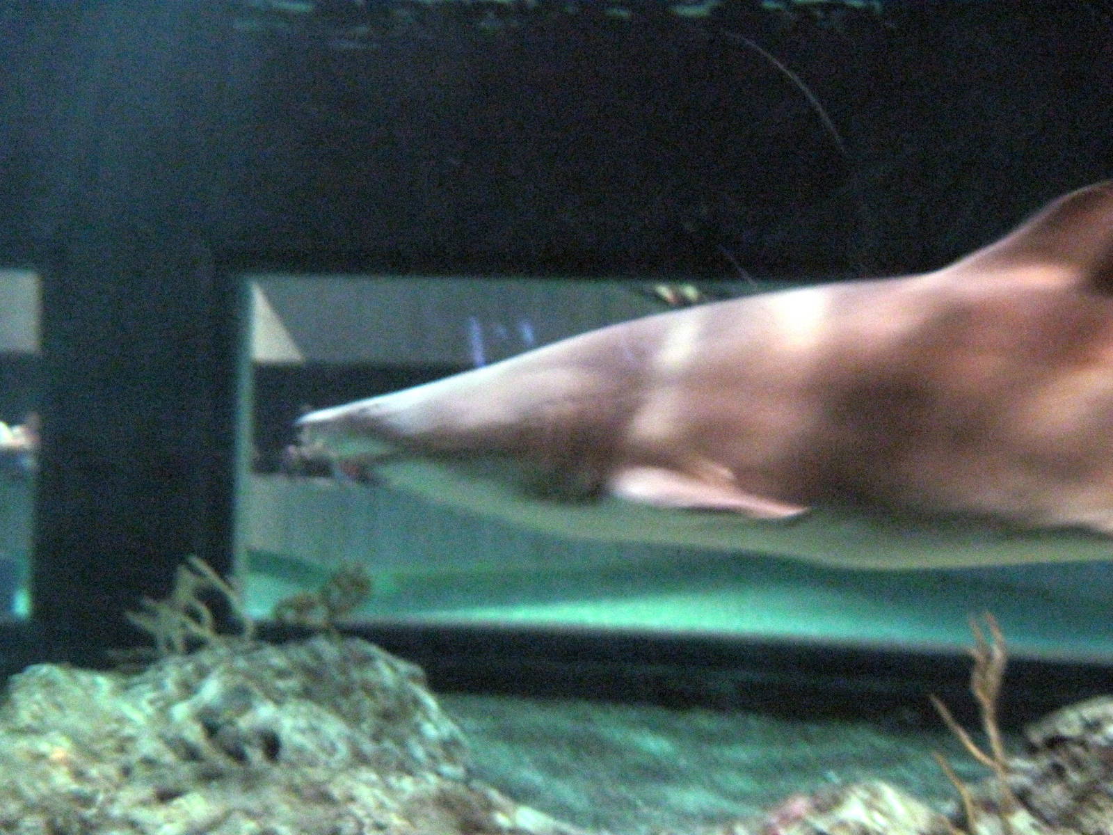 Open Ocean-Sand Tiger Shark