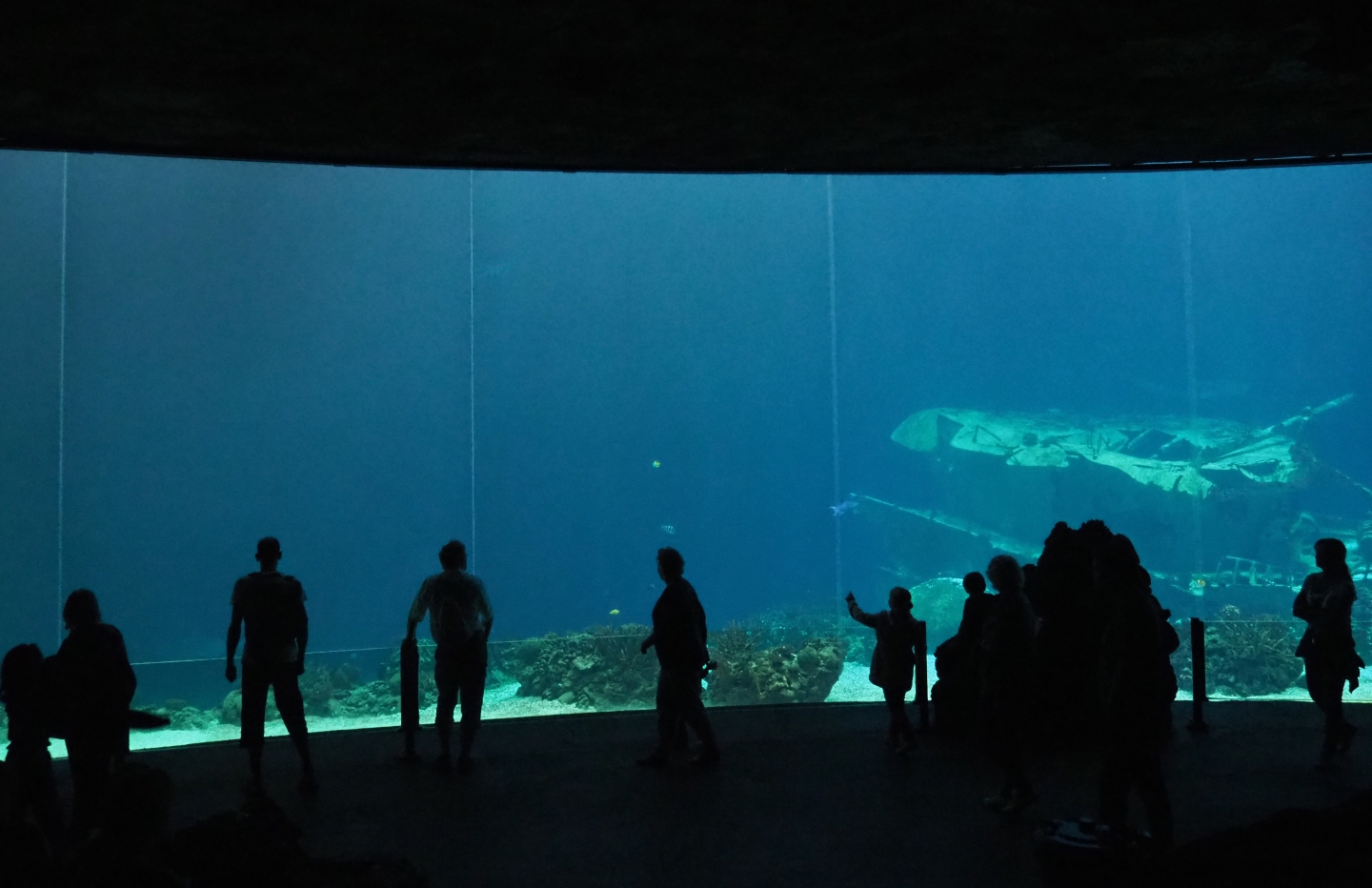 Open ocean shark tank (Sep 16th, 2018)