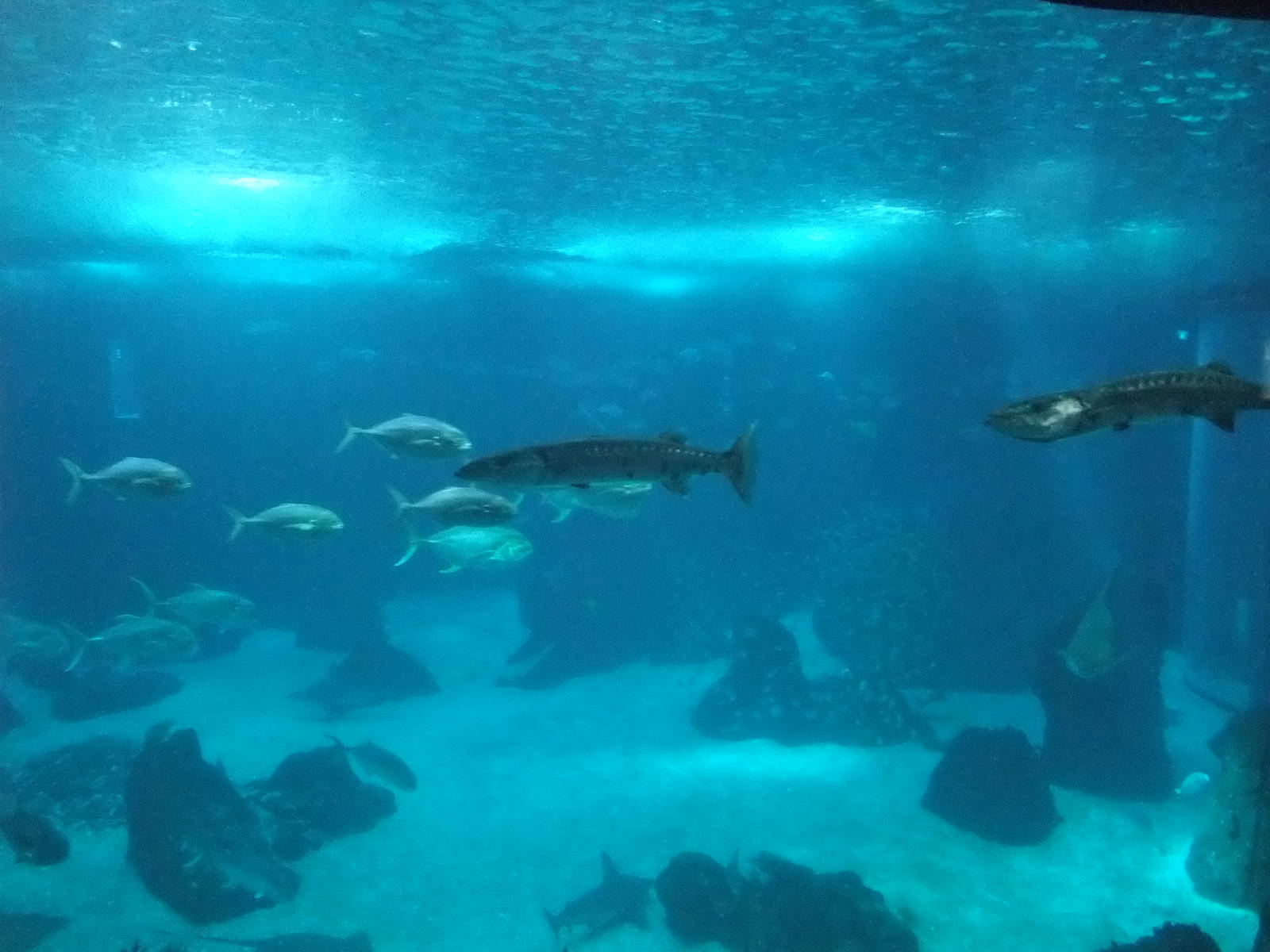 Open Ocean Tank at Lisbon Oceanarium, 25/05/11