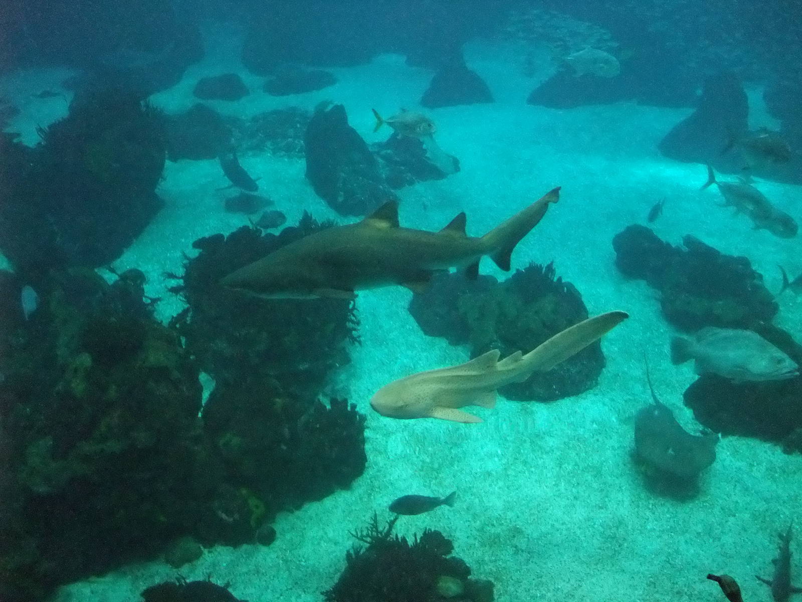 Open Ocean Tank at Lisbon Oceanarium, 25/05/11