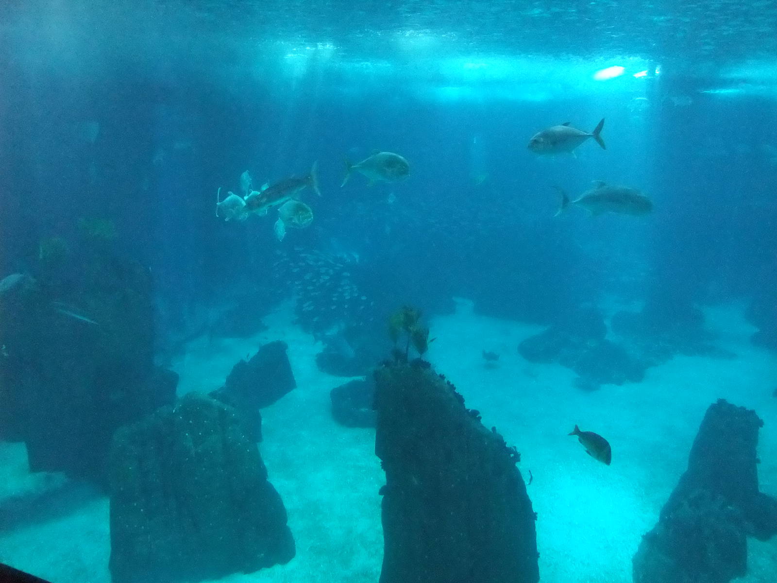 Open Ocean Tank at Lisbon Oceanarium, 25/05/11
