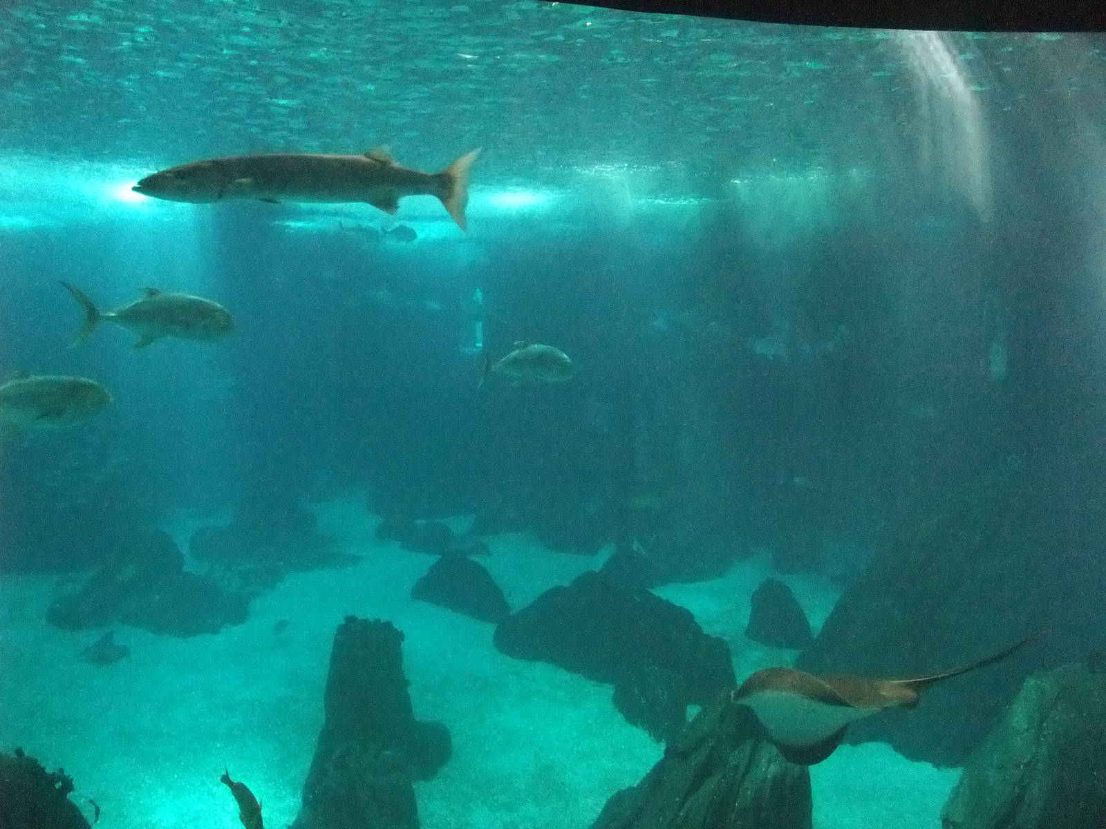 Open Ocean Tank at Lisbon Oceanarium, 25/05/11
