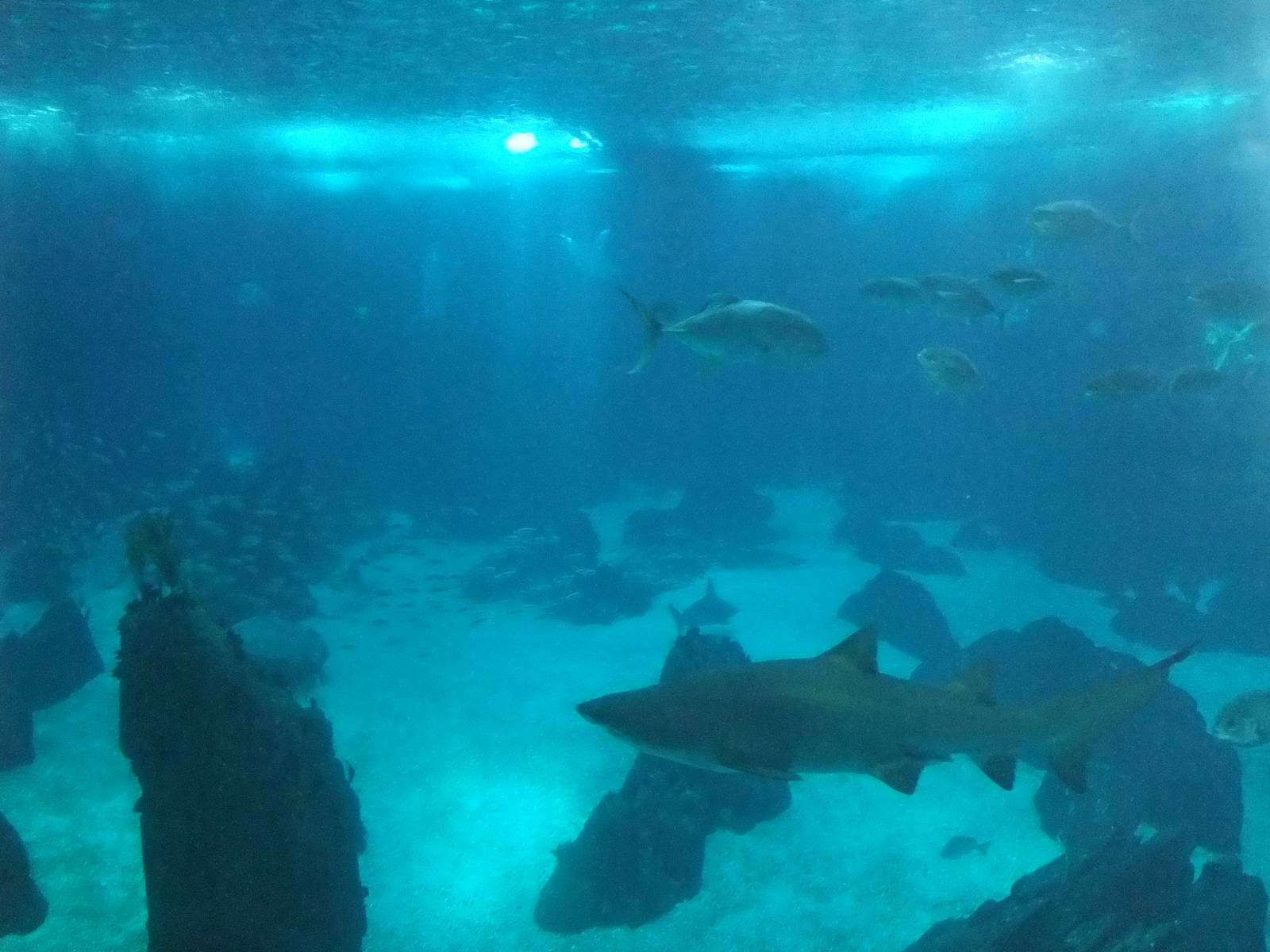 Open Ocean Tank at Lisbon Oceanarium, 25/05/11