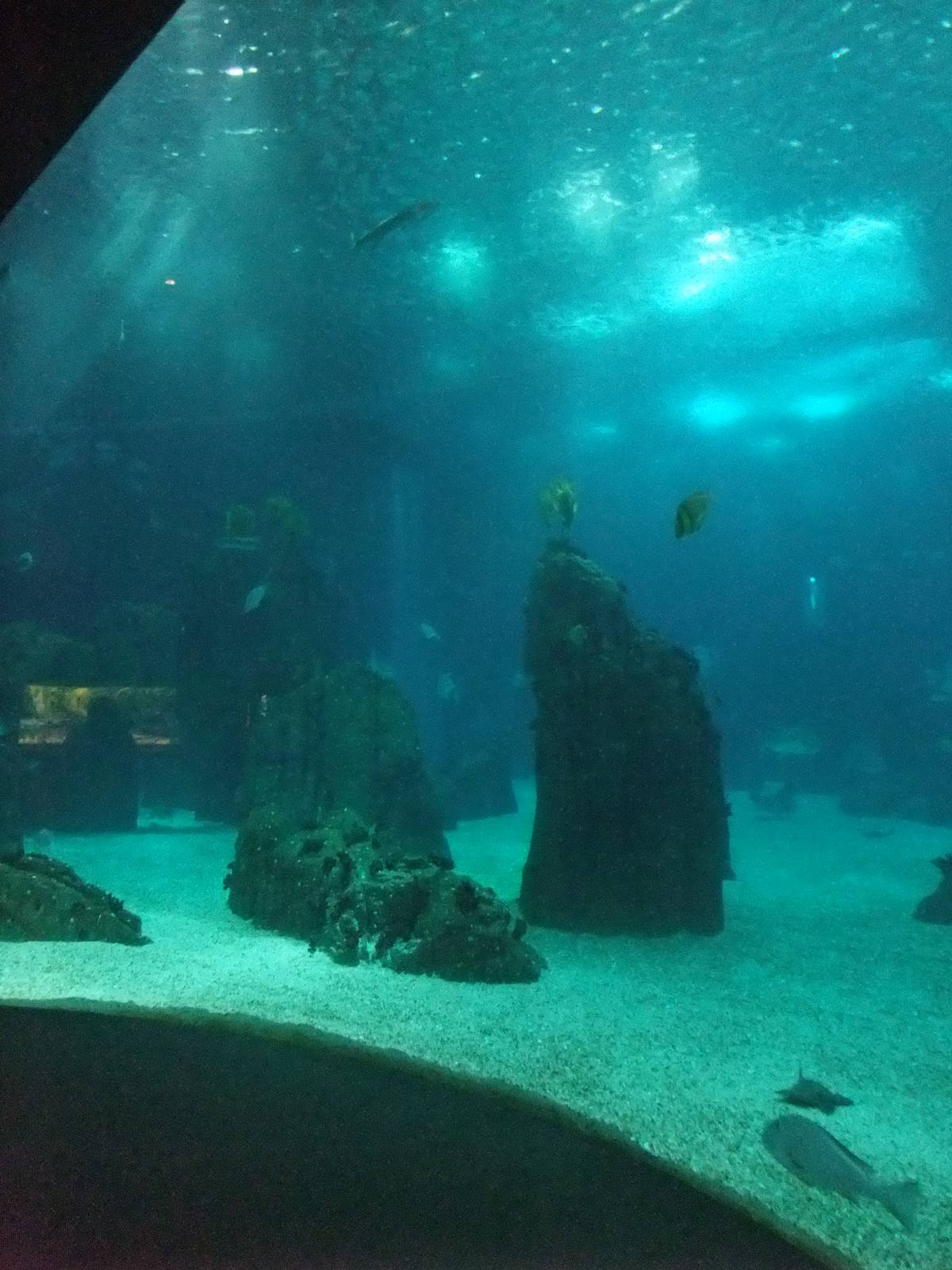 Open Ocean Tank at Lisbon Oceanarium, 25/05/11