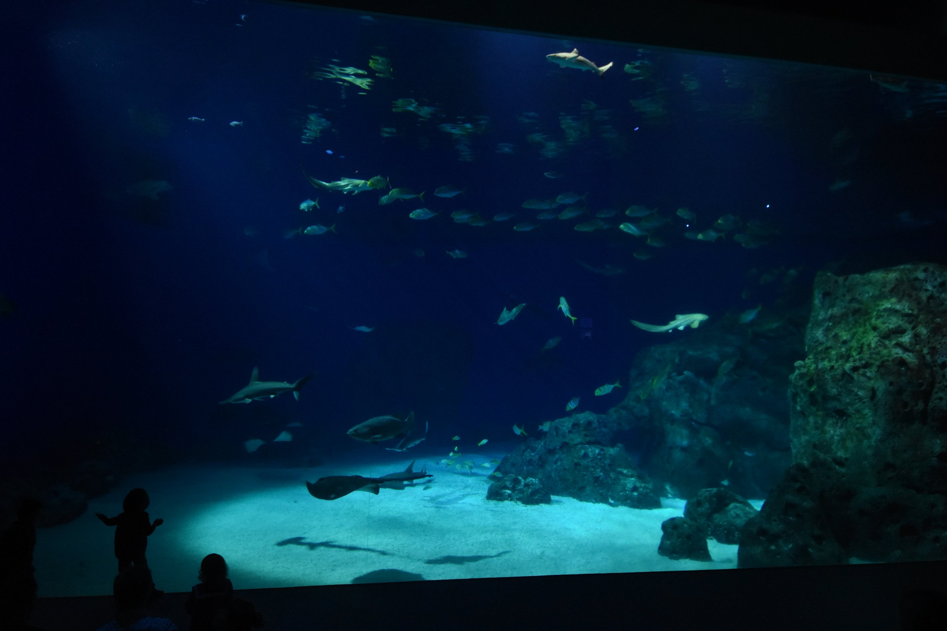 Open ocean tank