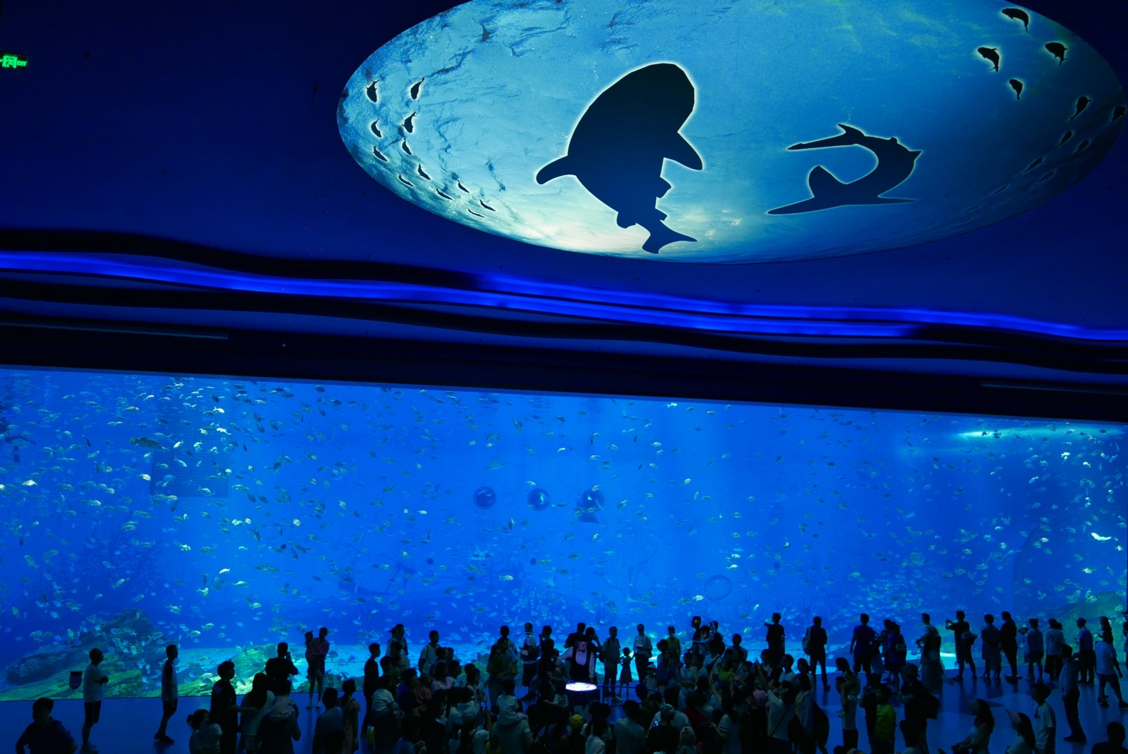 Open Ocean Tank