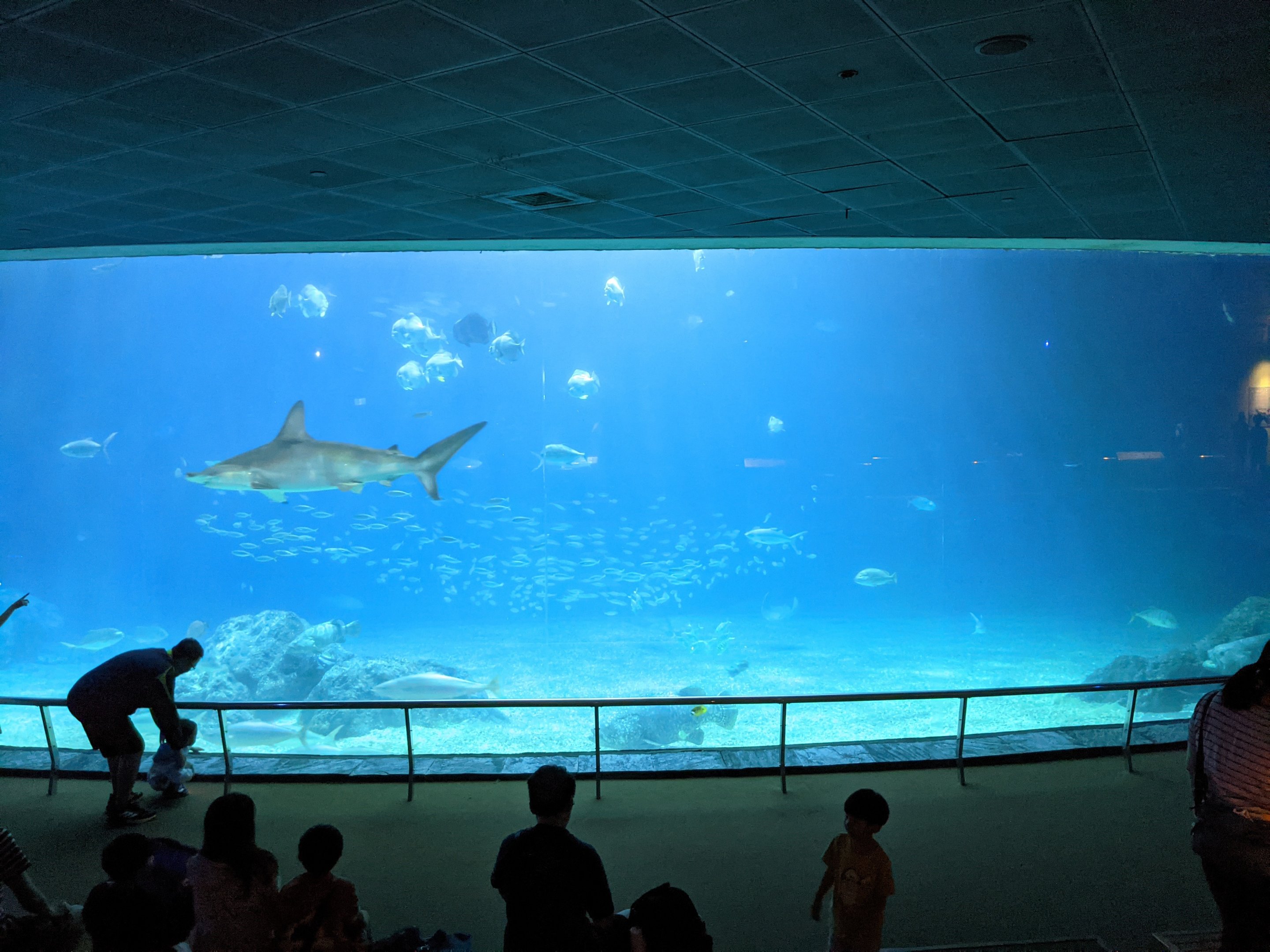 Open Ocean tank