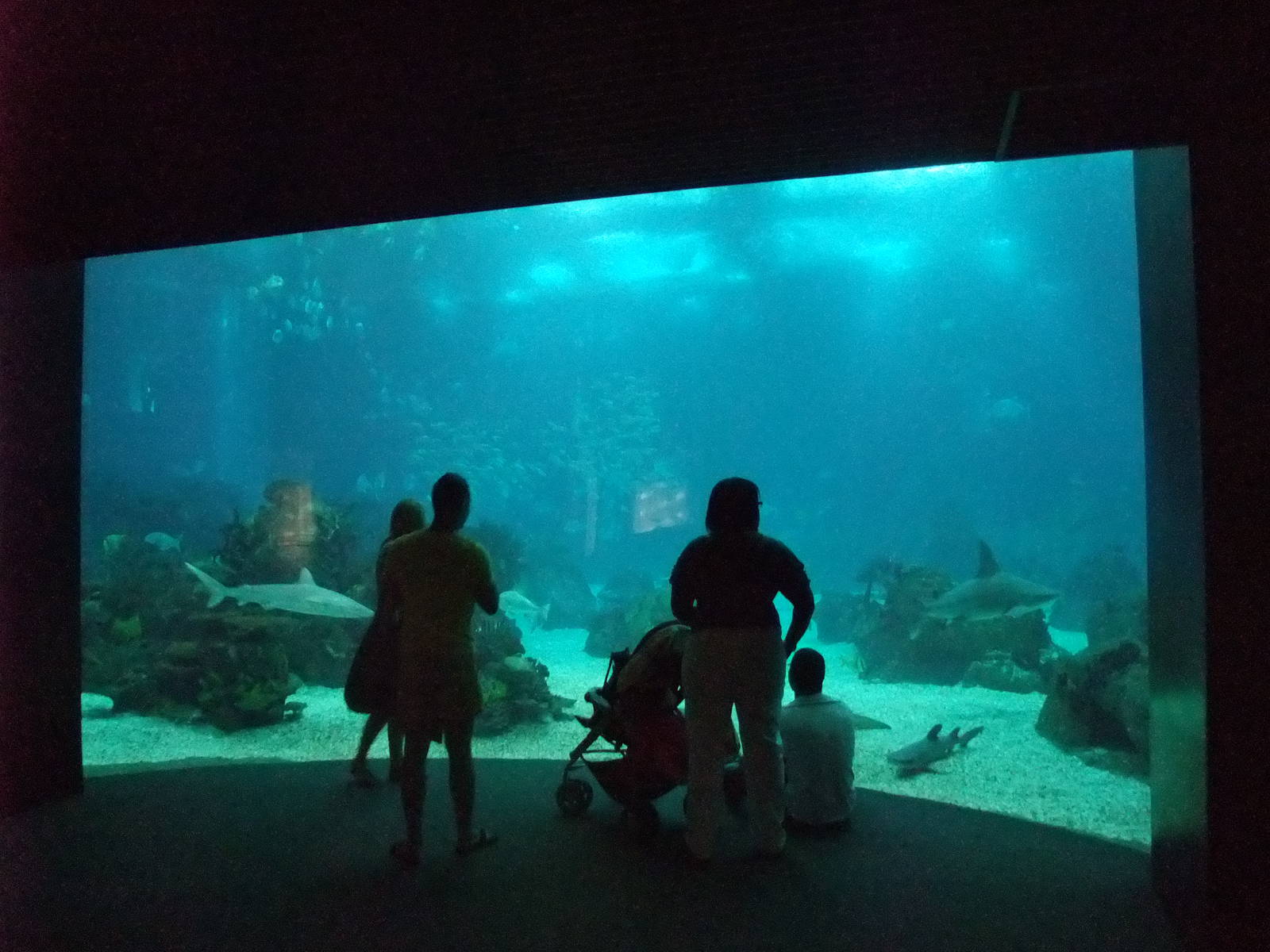 Open Ocean Viewing at Lisbon Oceanarium, 25/05/11