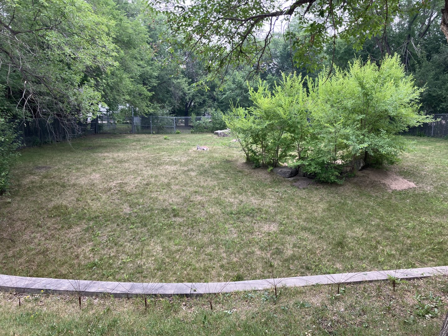 Open Range - Common Wallaroo Exhibit