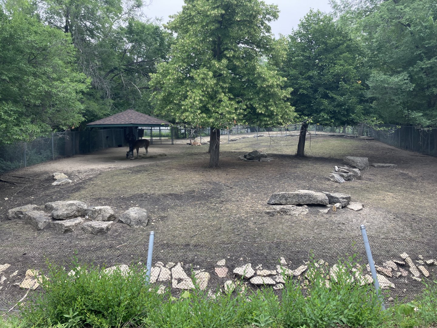 Open Range - Guanaco Exhibit
