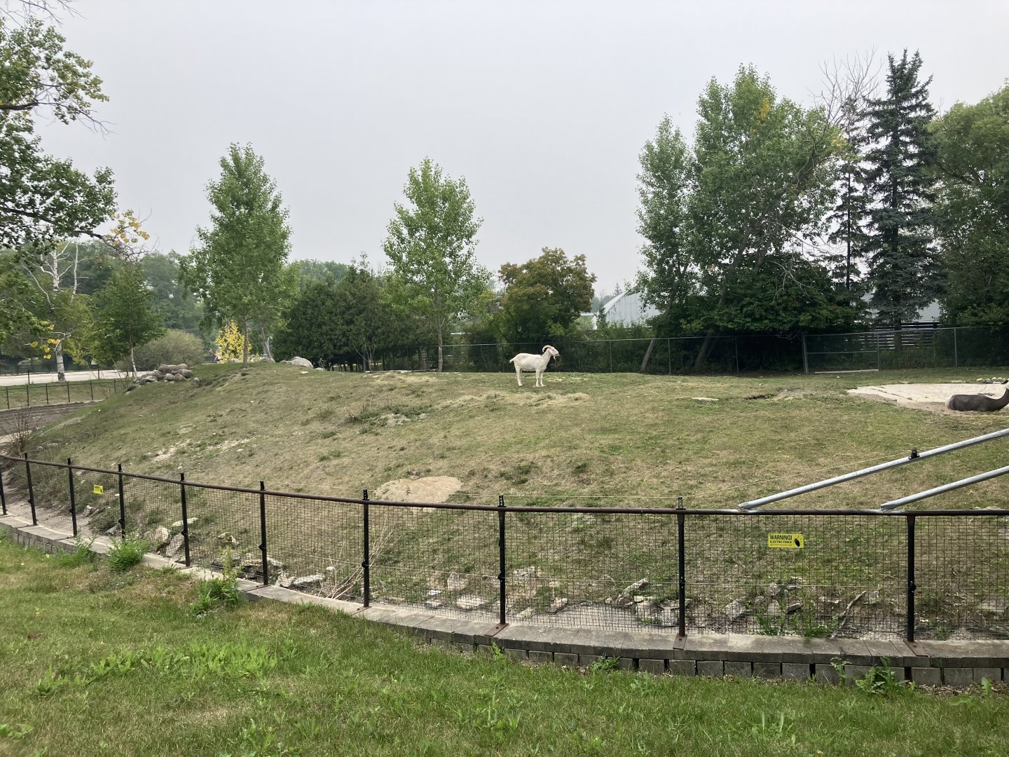Open Range - Llama/Domestic Goat Exhibit