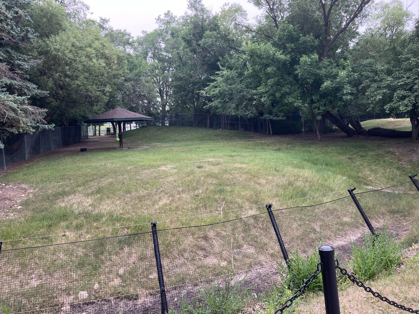 Open Range - Plains Pronghorn Exhibit