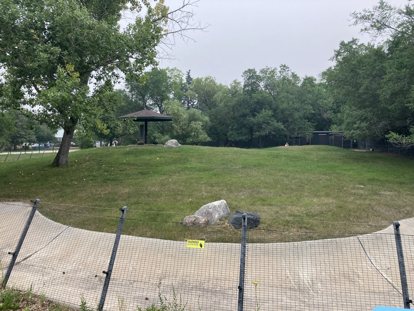 Open Range - Plains Pronghorn Exhibit