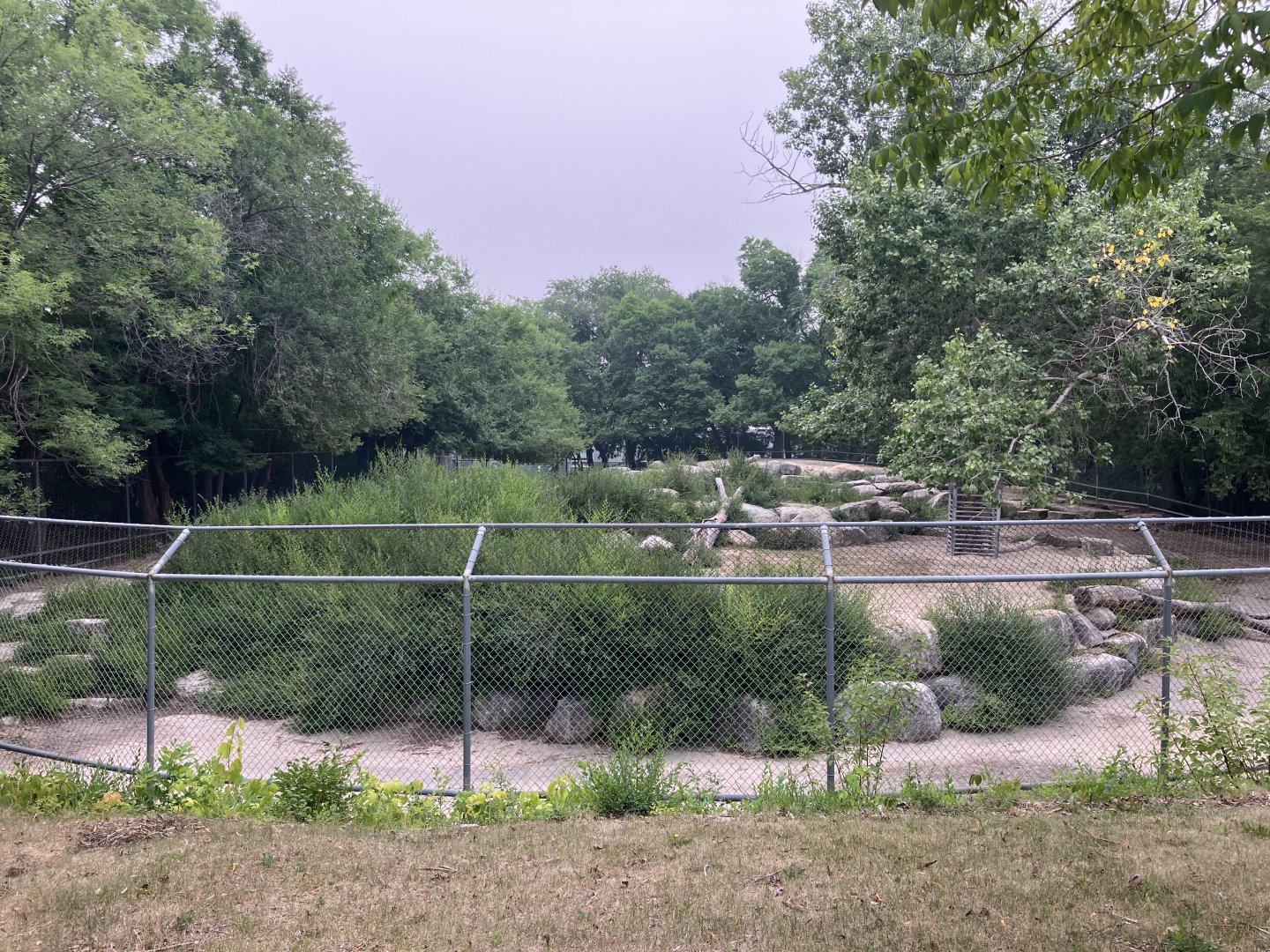 Open Range - West Caucasian Tur Exhibit