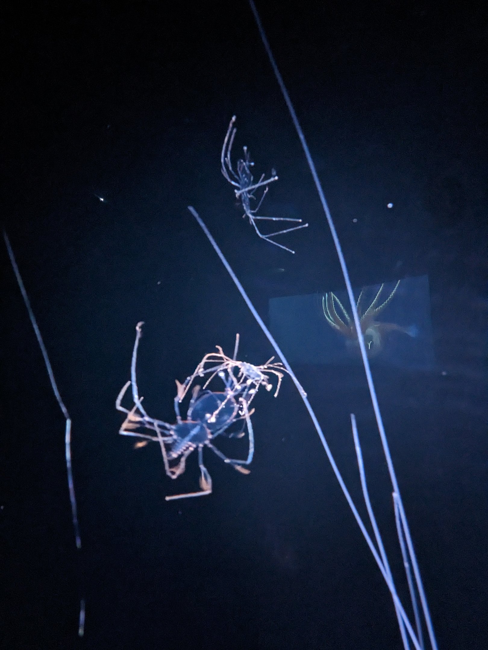 Open Sea - lobster larve