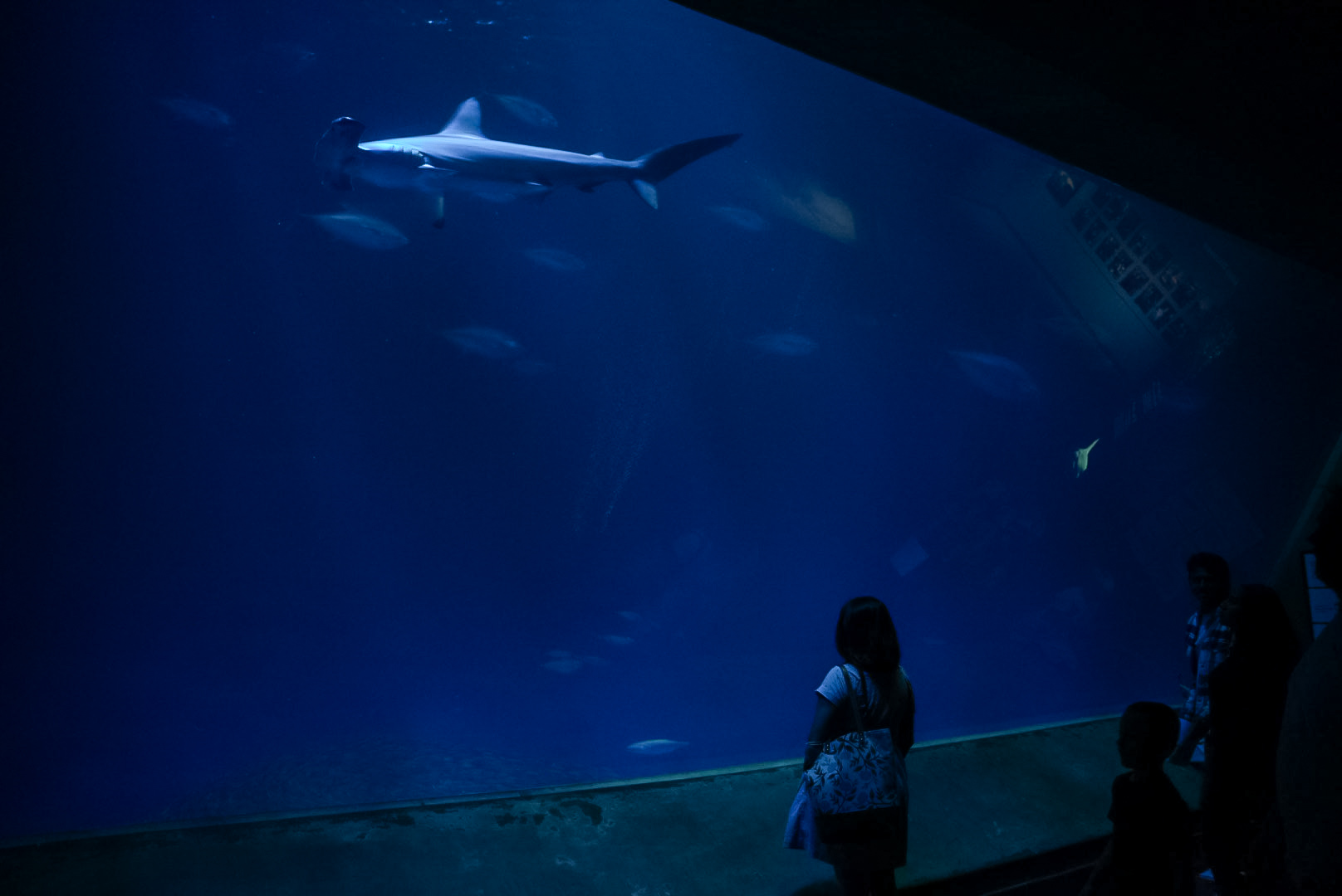 'Open Sea' main tank (basement floor viewing)