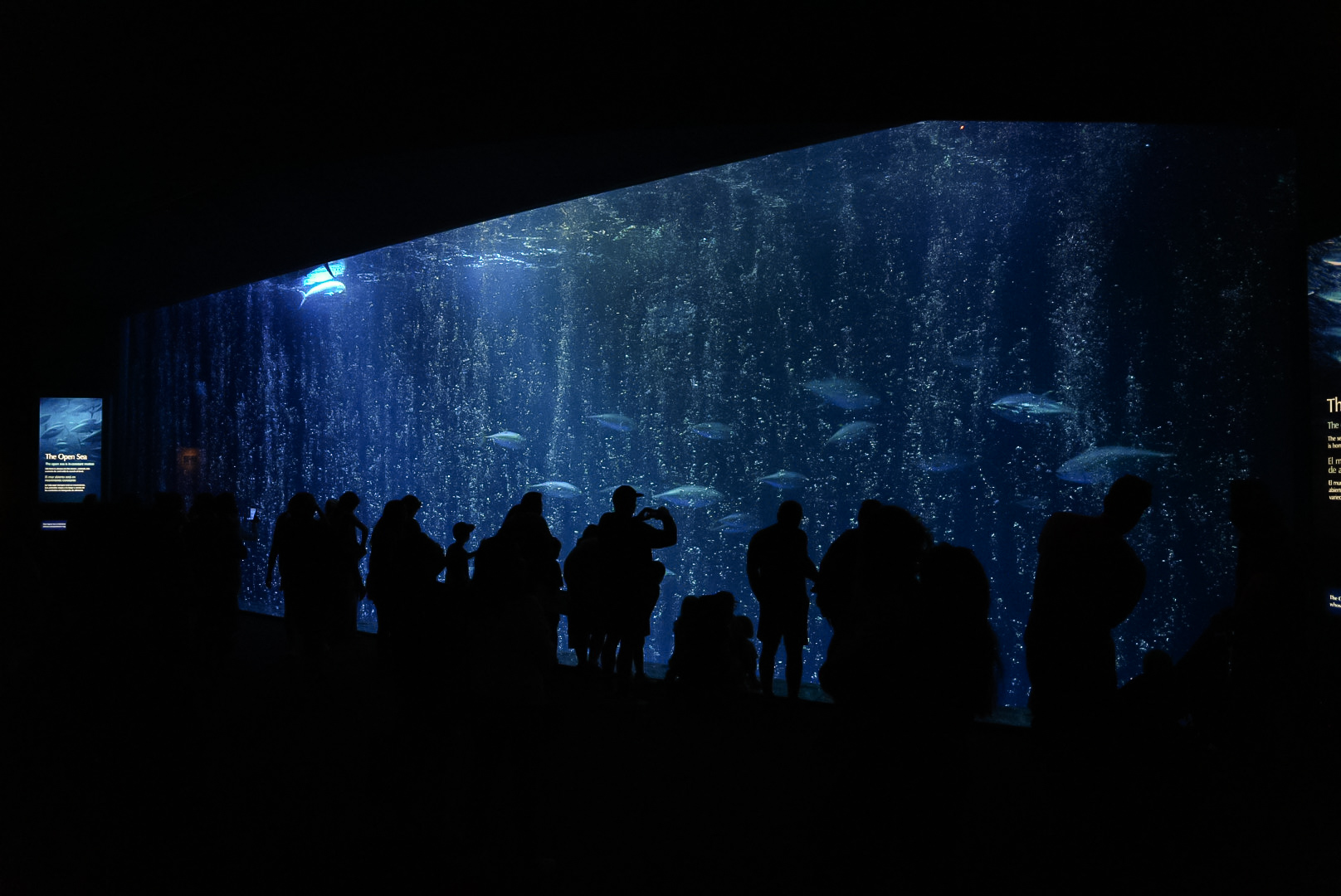 Open Sea (main tank) (with bubble curtain)