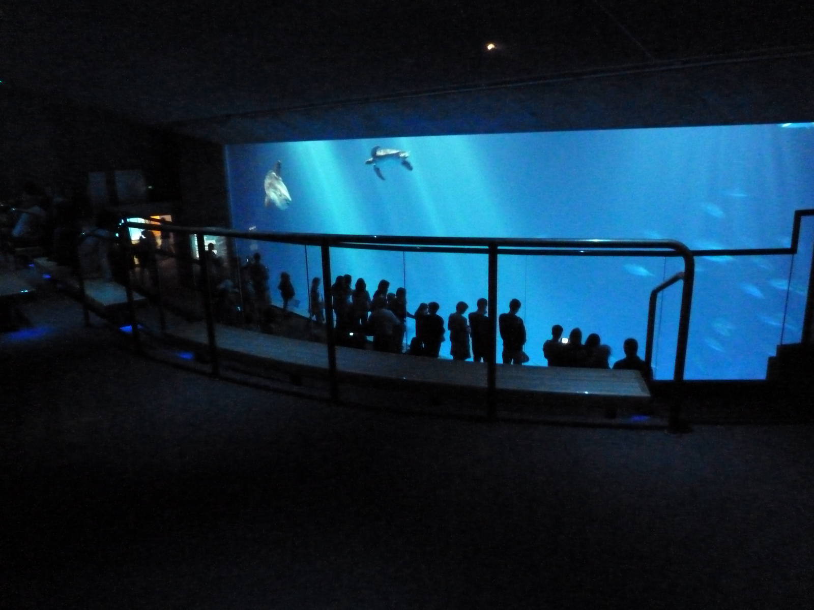 Open Sea - Million Gallon Tank