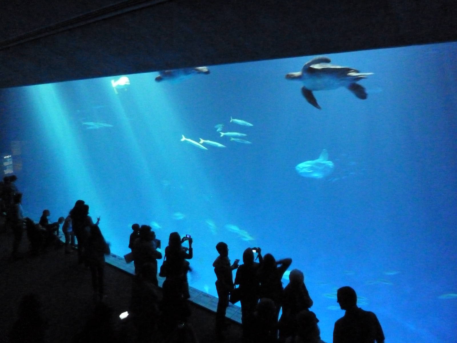 Open Sea - Million Gallon Tank