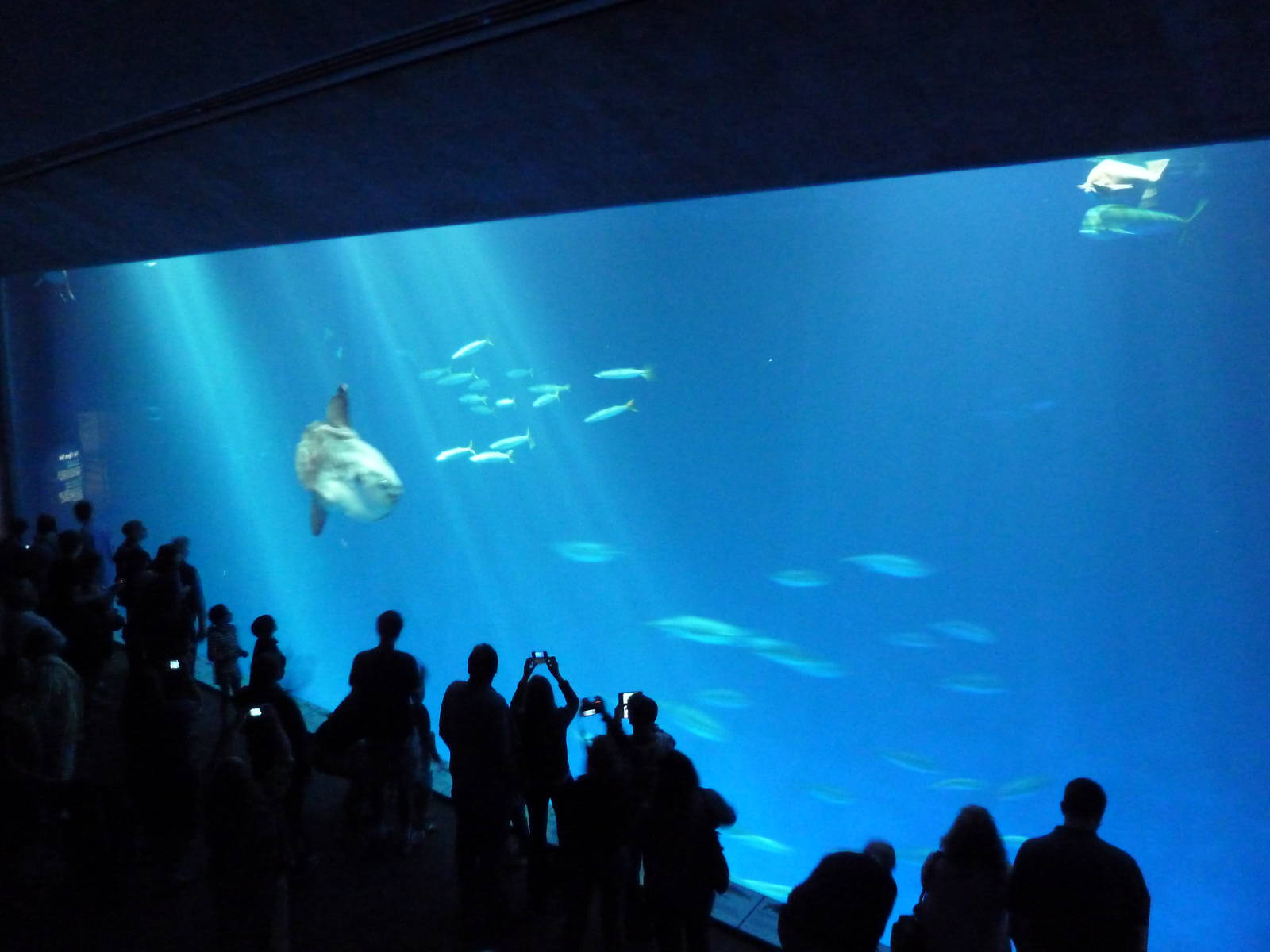 Open Sea - Million Gallon Tank