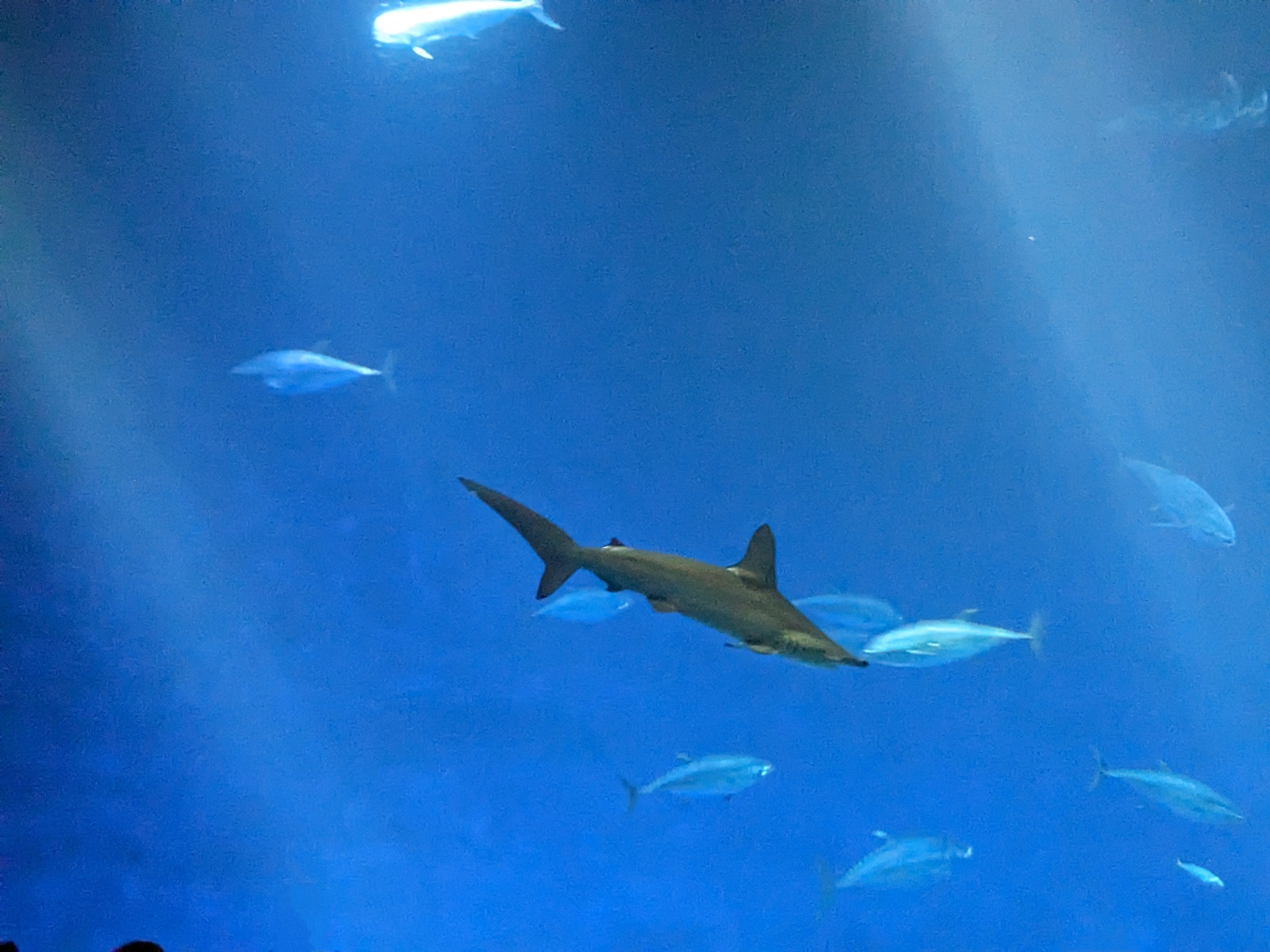 Open Sea - scalloped hammerhead