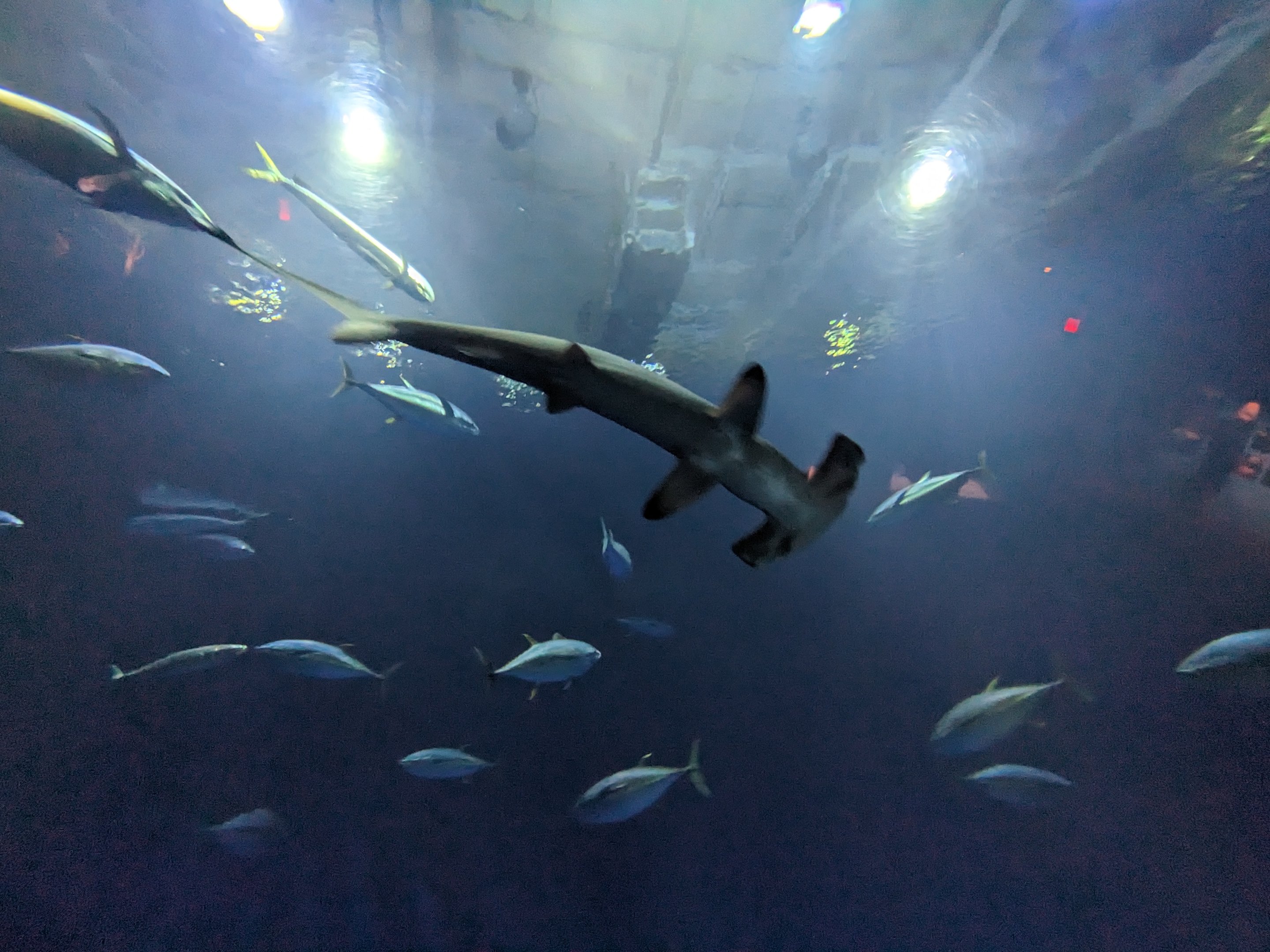 Open Sea - Scalloped hammerhead