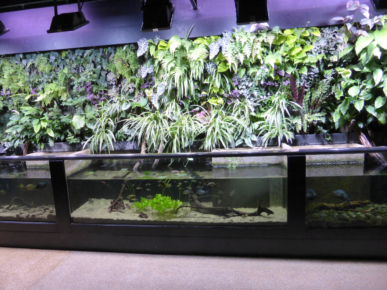 Open tanks with colourful 'Living Wall' of vegetation above .