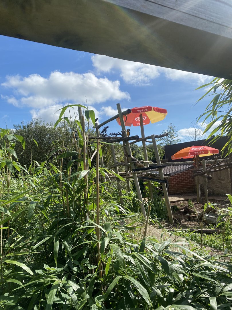 Open top Blue and yellow macaw enclosure 140923