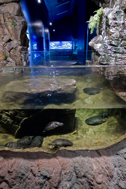 open top turtle exhibit