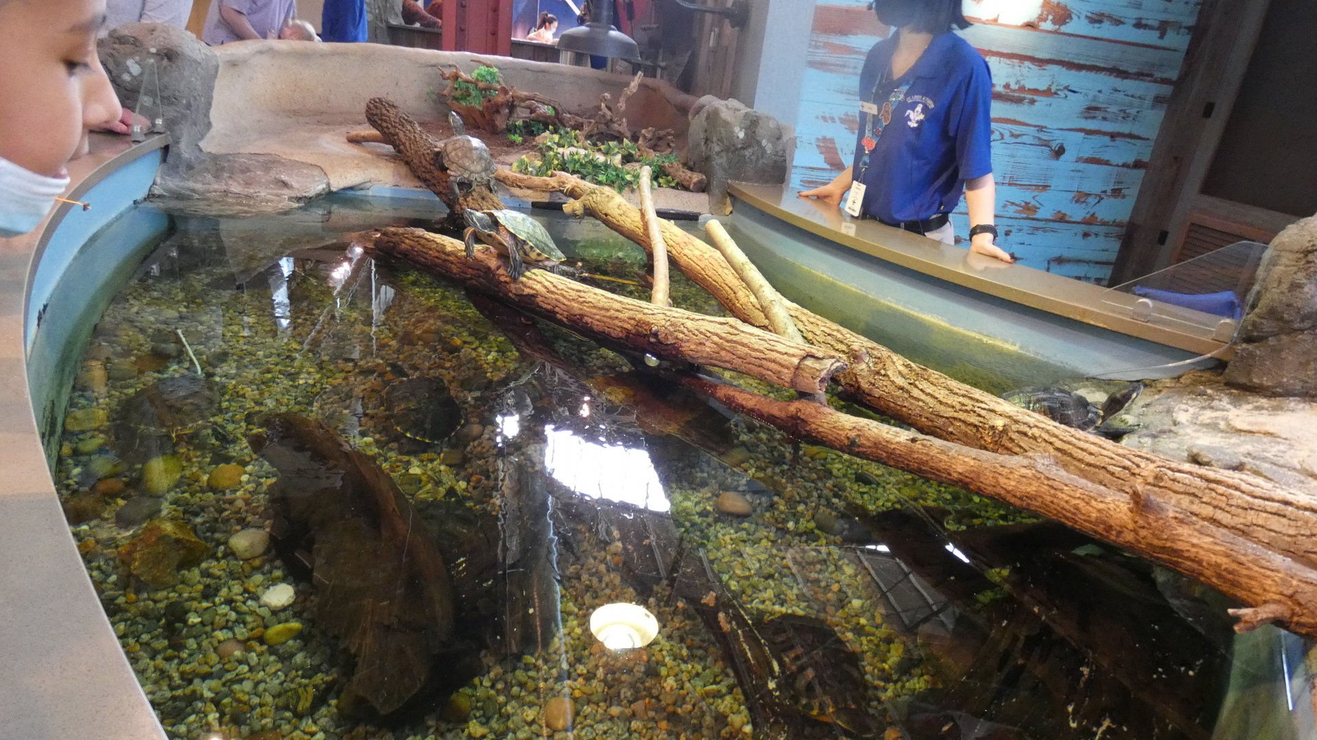 Open-toped Turtle Wetland Display, Changing Rivers - Mar. 2022