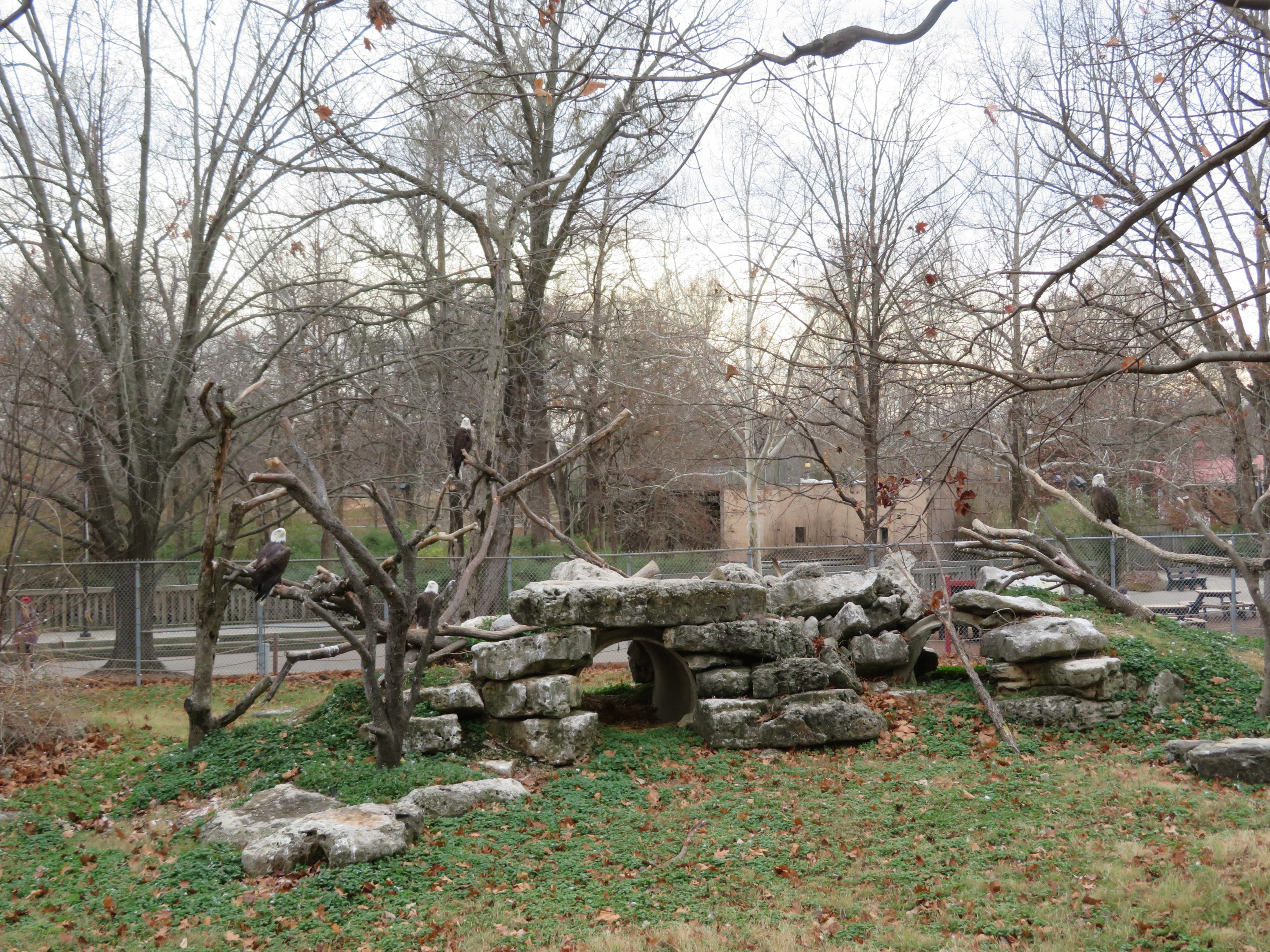Open-topped Bald Eagle Yard