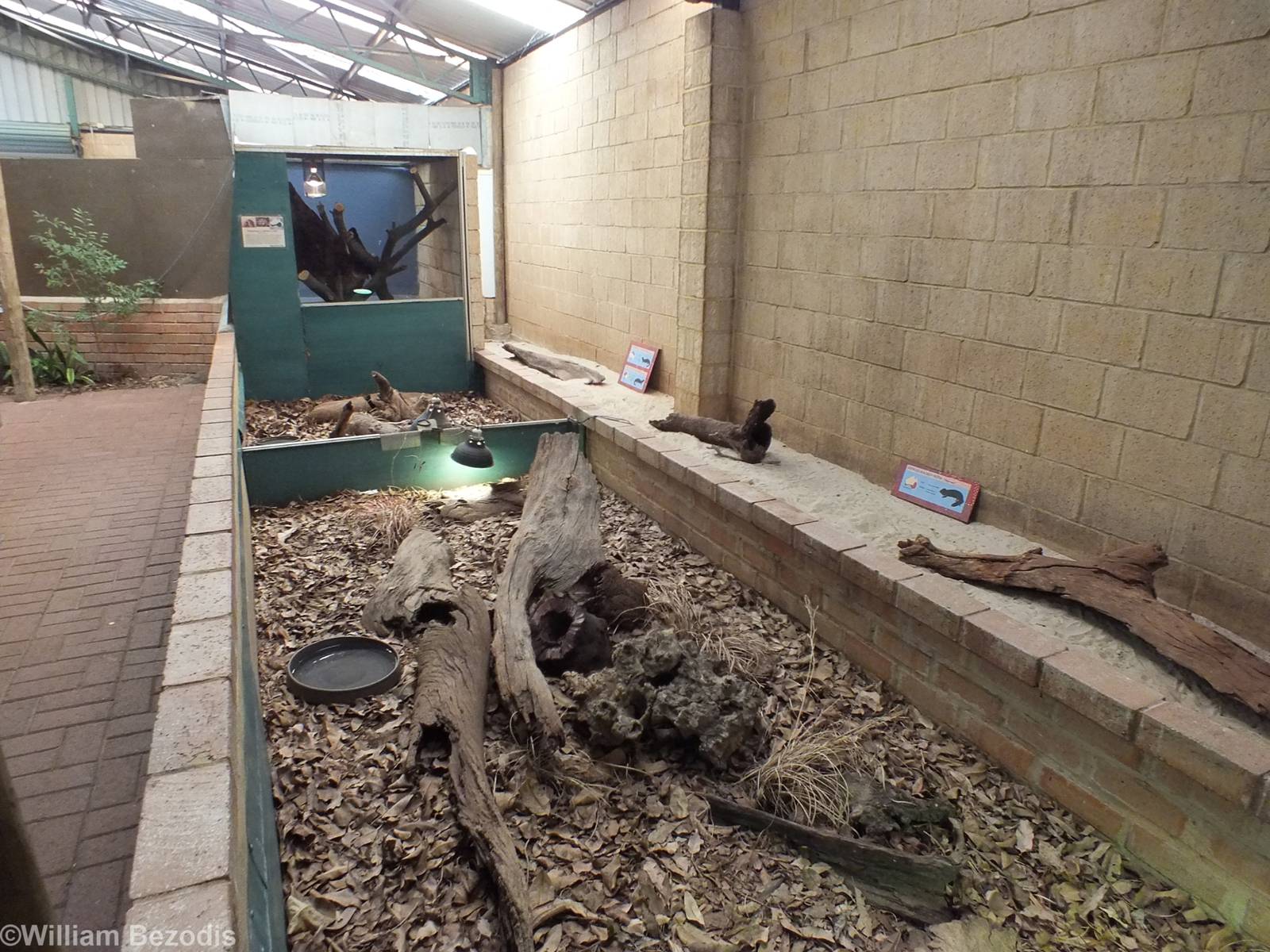 Open-topped Bobtail Skink Enclosure