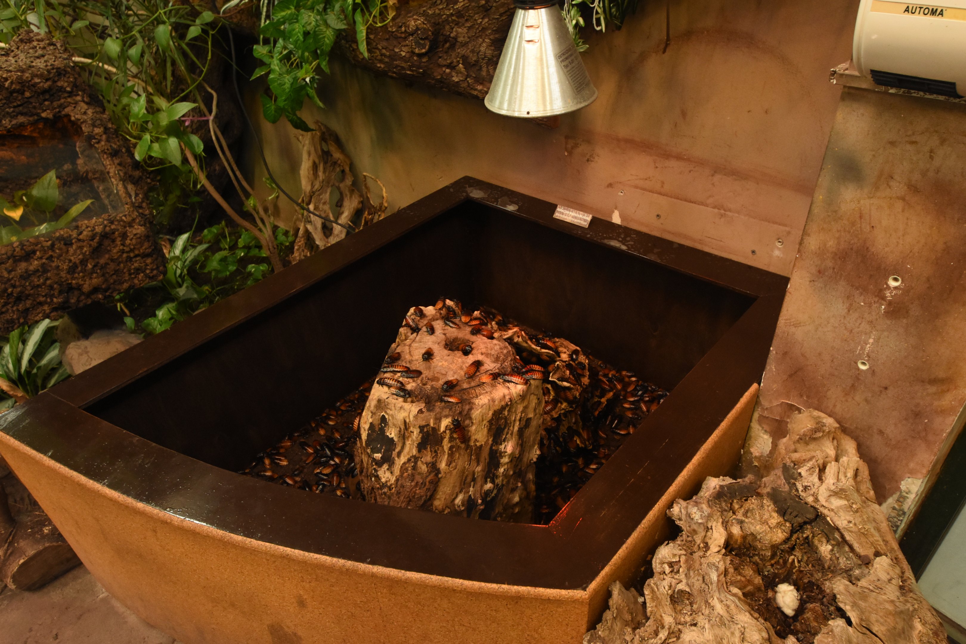 Open-topped cockroach enclosure