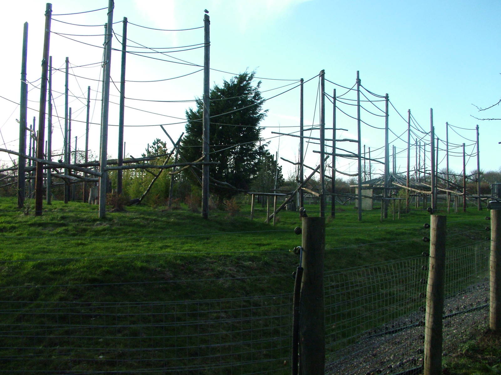 Open-topped colobus enclosure at Howletts 26/11/09